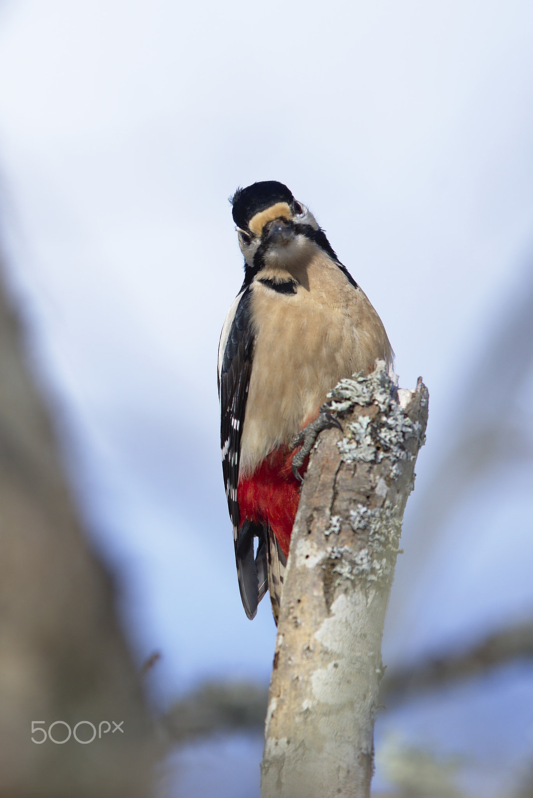 Nikon AF-S Nikkor 400mm F2.8D ED-IF II sample photo. Woodpecker # photography