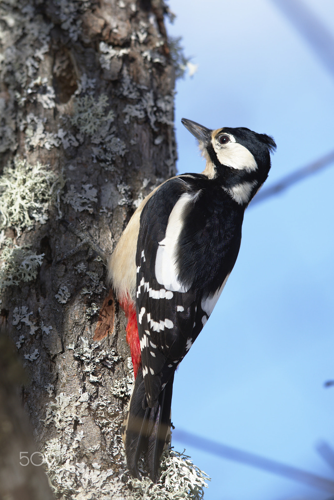 Nikon D810 + Nikon AF-S Nikkor 400mm F2.8D ED-IF II sample photo. Woodpecker # photography