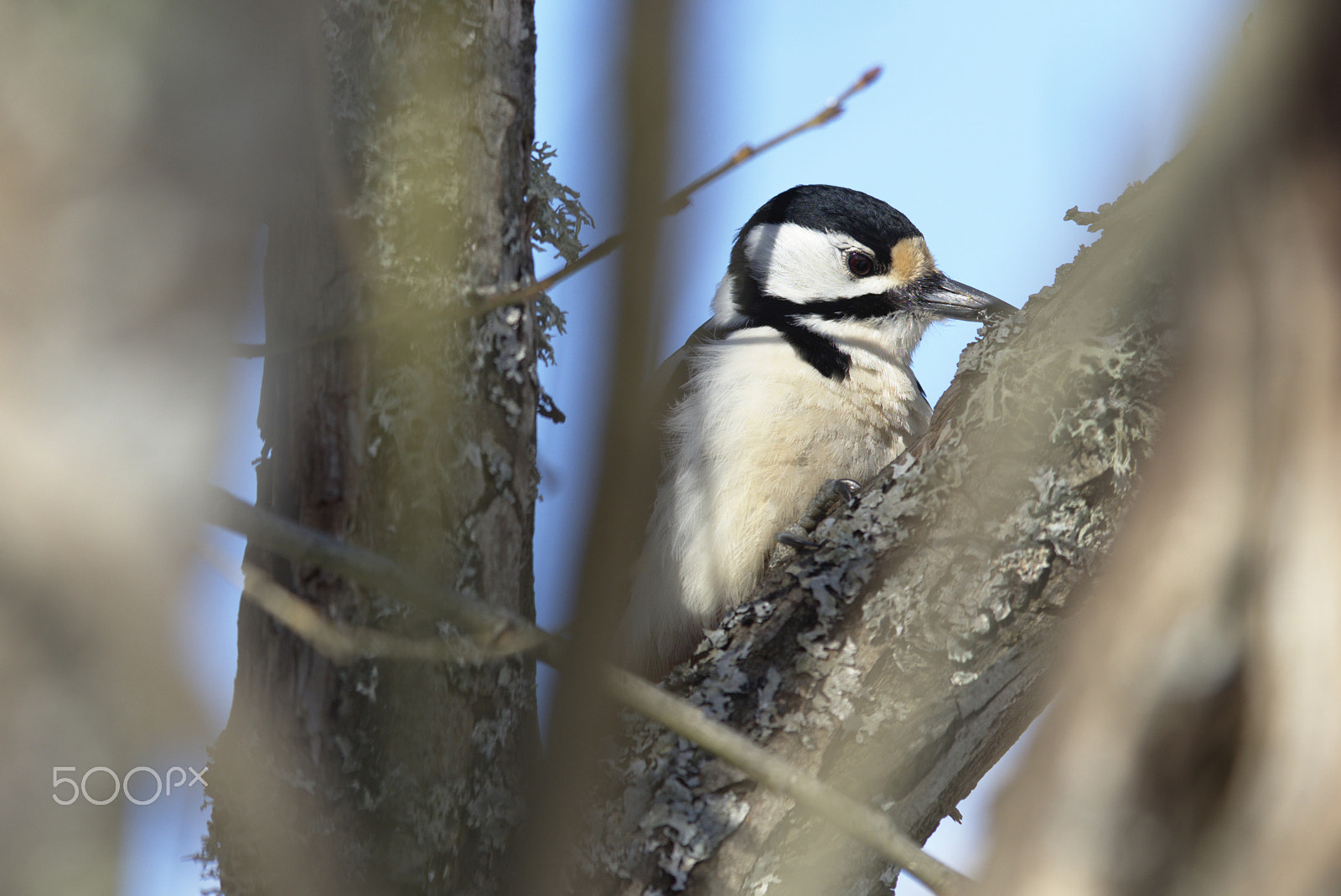 Nikon D810 sample photo. Woodpecker # photography