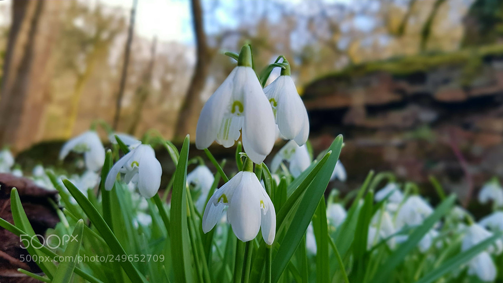 Samsung Galaxy S7 Edge sample photo. Snowdrops 2018 photography
