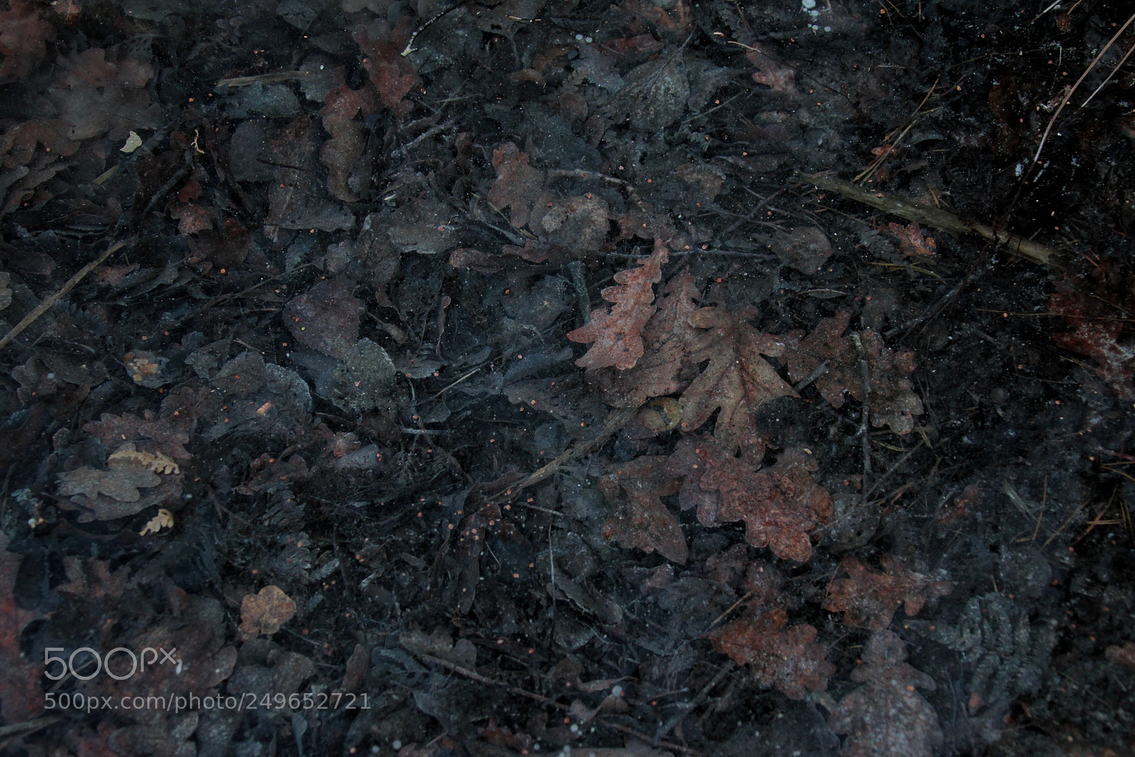Canon EOS-1D Mark IV sample photo. Untitled photography
