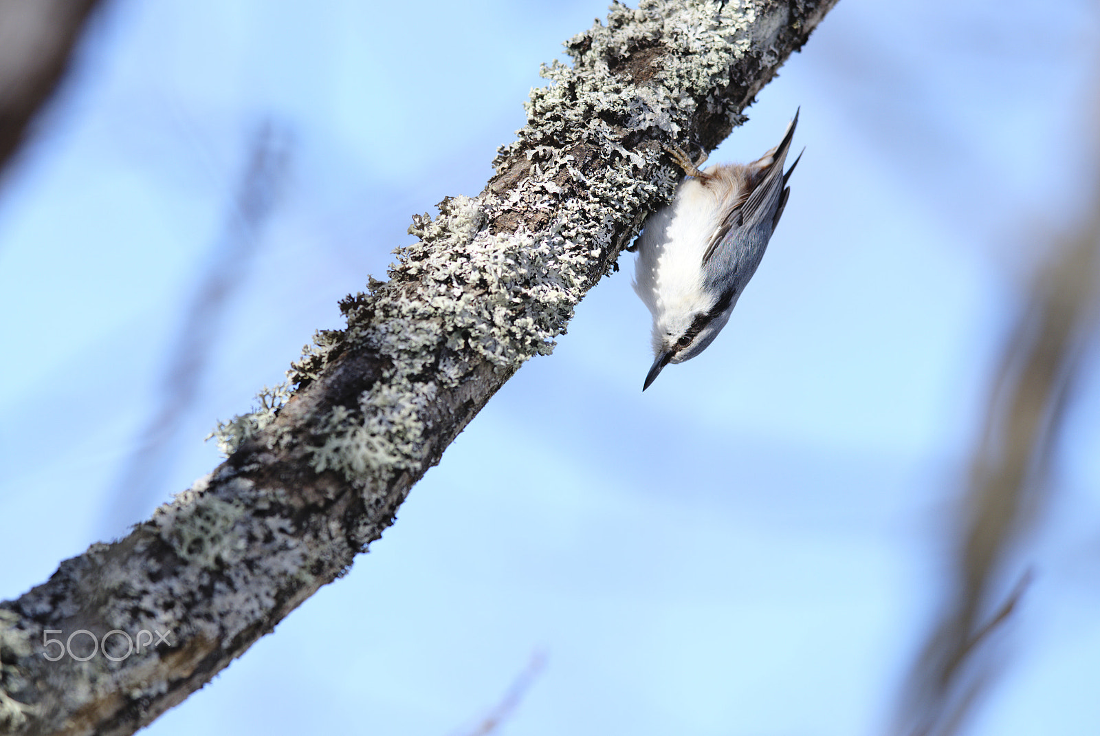 Nikon D810 + Nikon AF-S Nikkor 400mm F2.8D ED-IF II sample photo. Eurasian nuthatch #2 photography