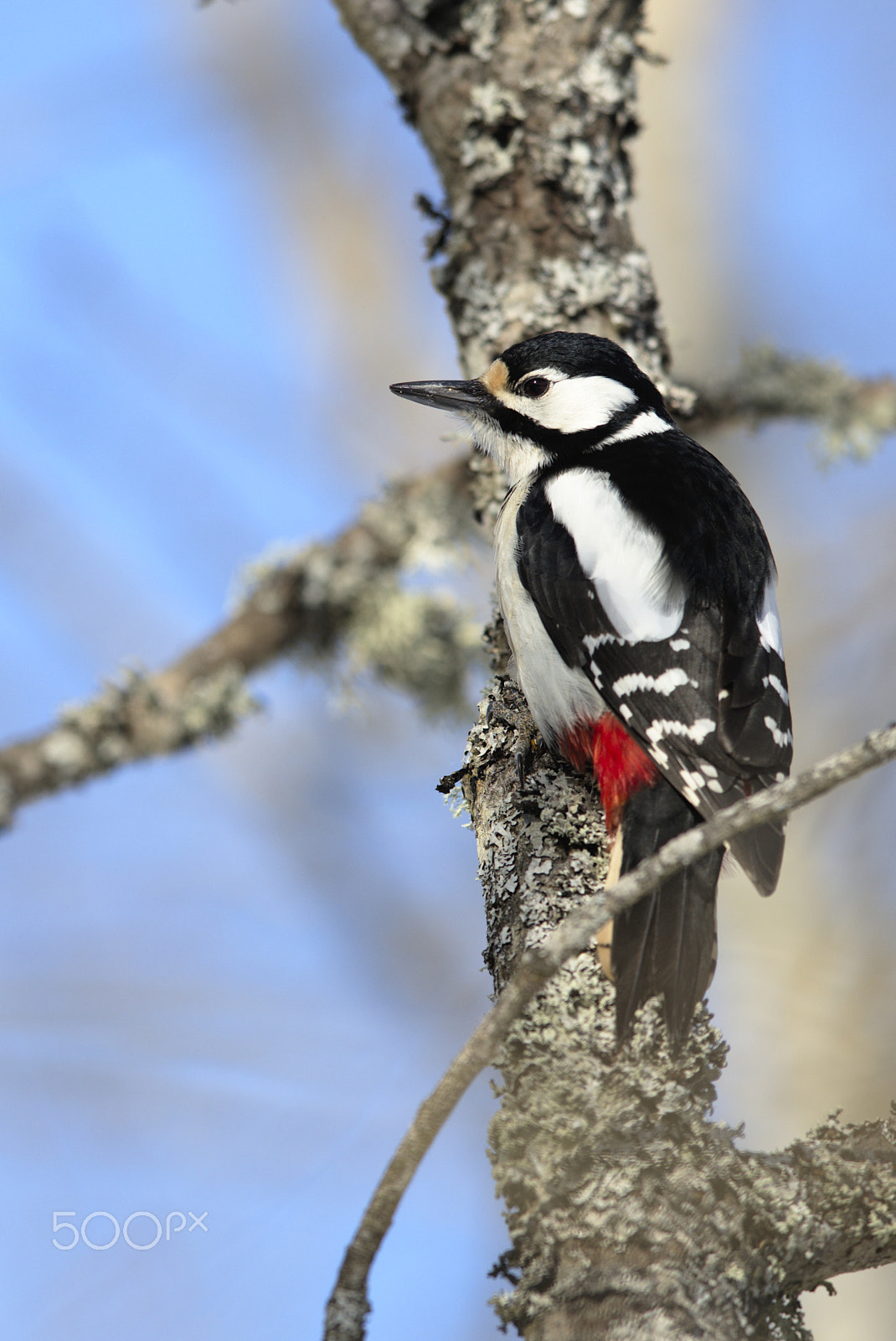 Nikon D810 + Nikon AF-S Nikkor 400mm F2.8D ED-IF II sample photo. Woodpecker # photography