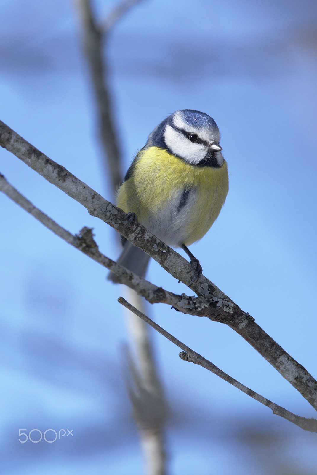 Nikon AF-S Nikkor 400mm F2.8D ED-IF II sample photo. Me wonderful! photography