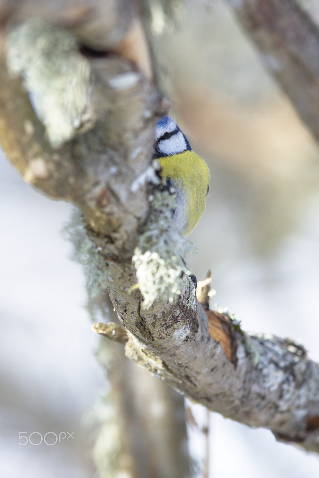 Nikon D810 sample photo. Blue tit peeking through! photography