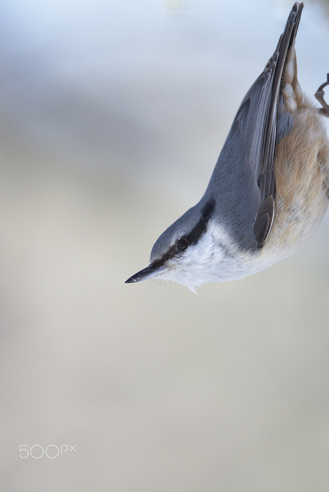 Nikon AF-S Nikkor 400mm F2.8D ED-IF II sample photo. Eurasian nuthatch #3 (stretching!) photography
