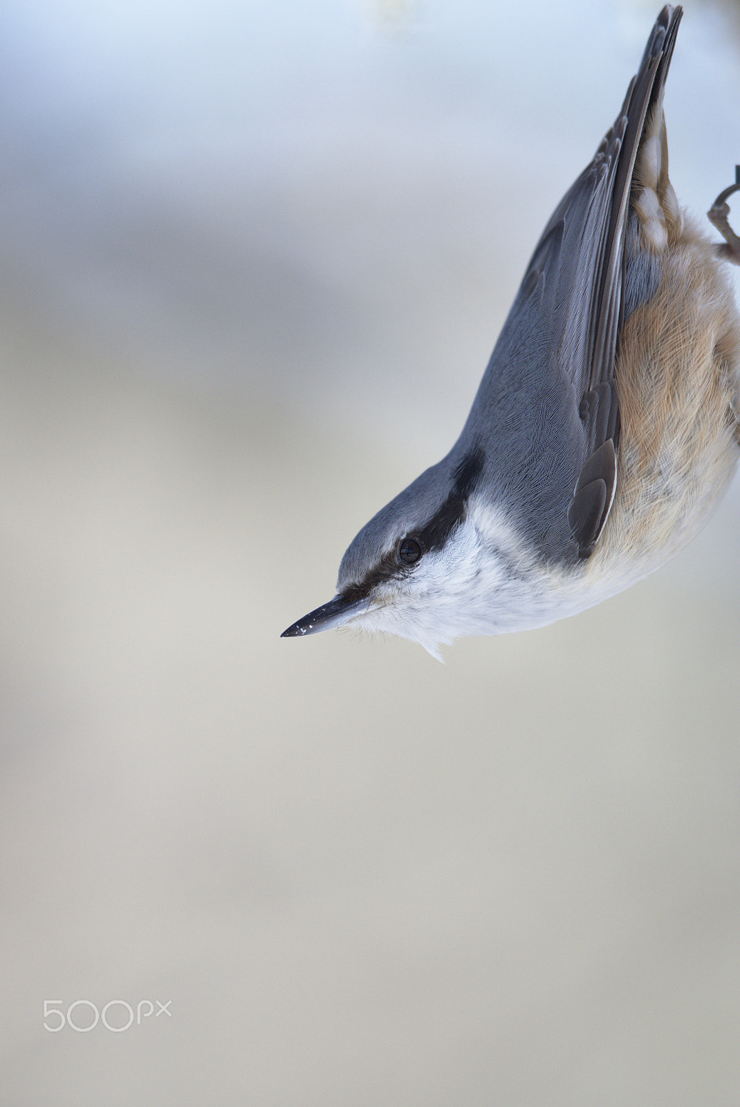 Nikon D810 + Nikon AF-S Nikkor 400mm F2.8D ED-IF II sample photo. Eurasian nuthatch #3 (stretching!) photography