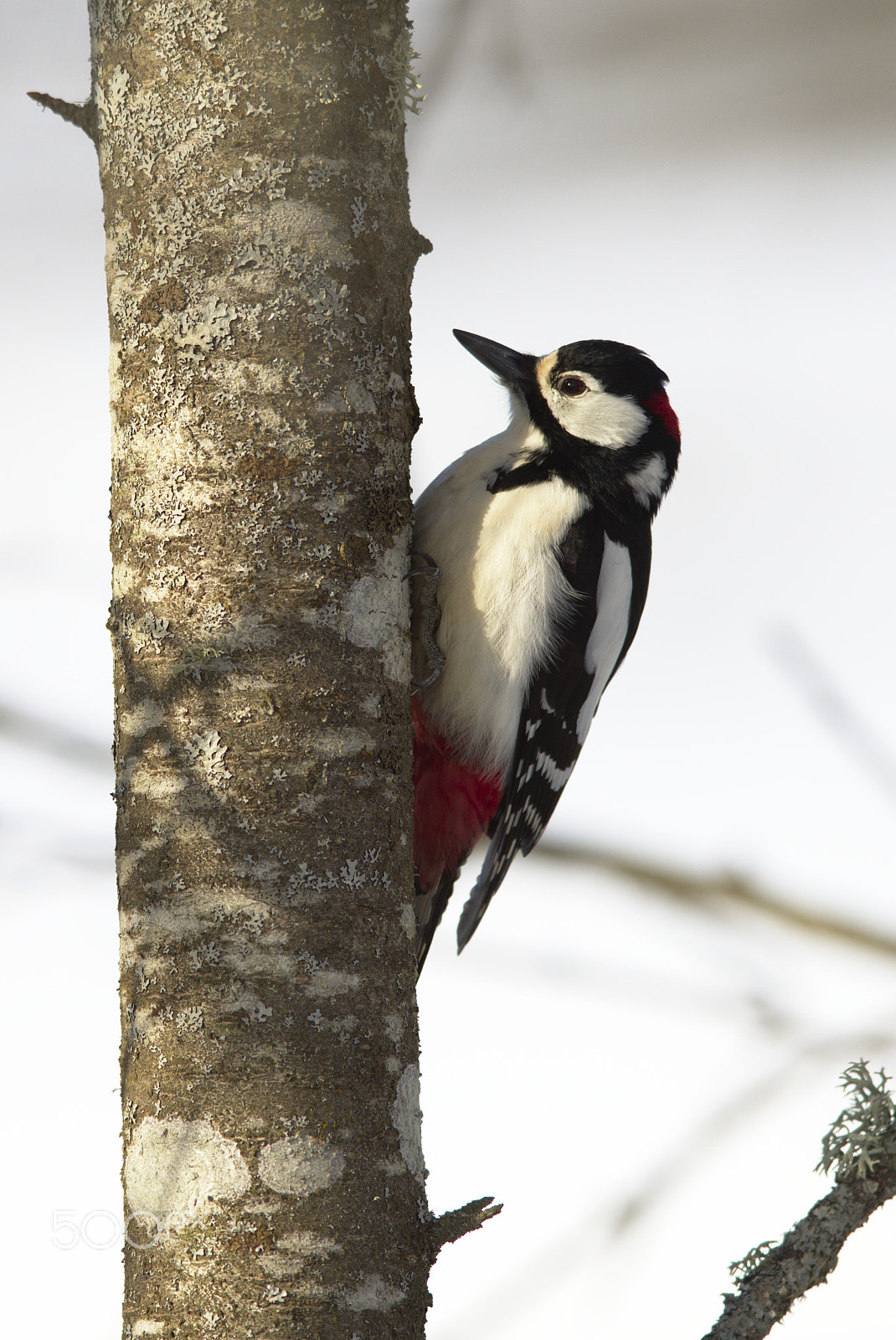 Nikon D810 + Nikon AF-S Nikkor 400mm F2.8D ED-IF II sample photo. Woodpecker # photography