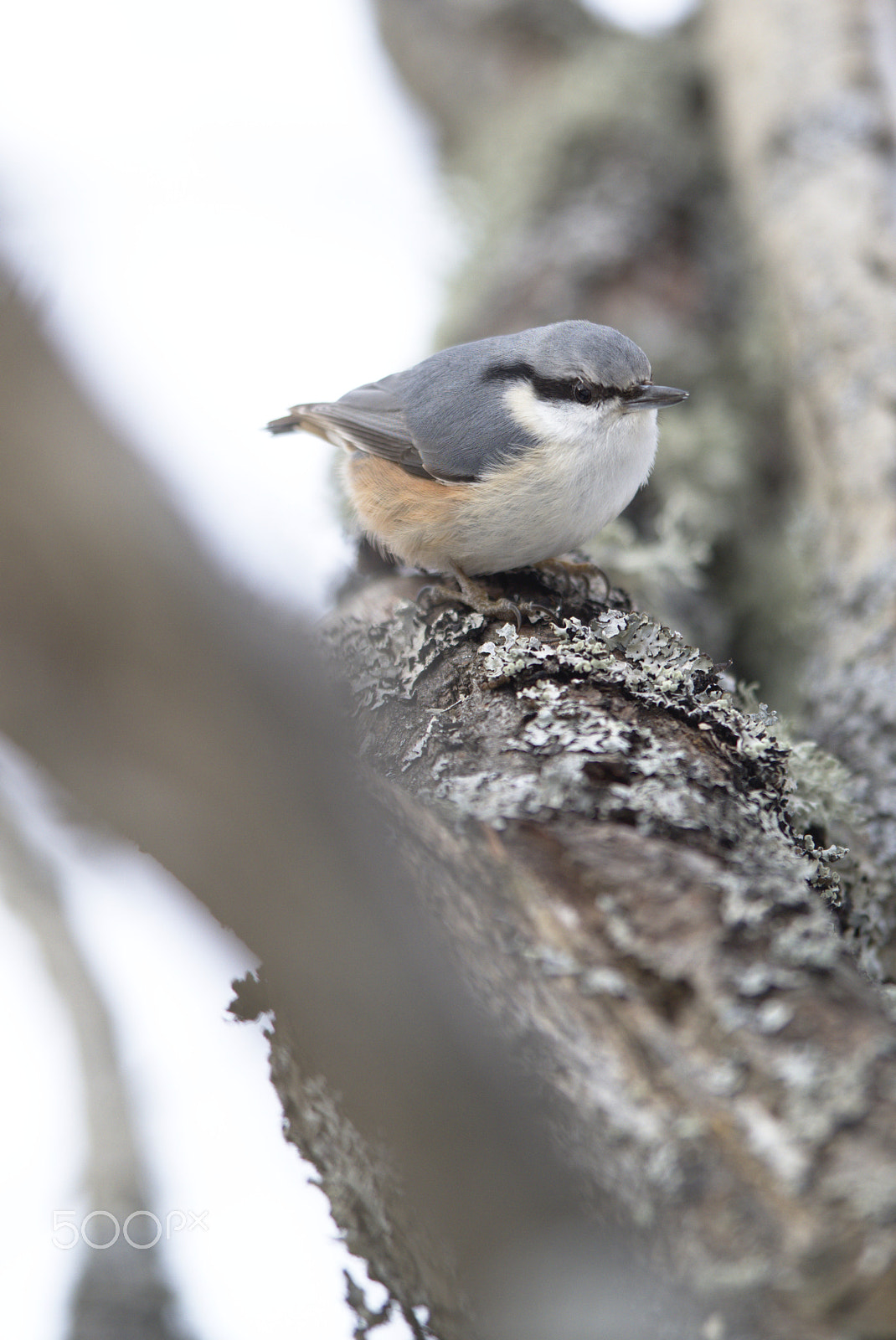 Nikon D810 sample photo. Eurasian nuthatch # photography