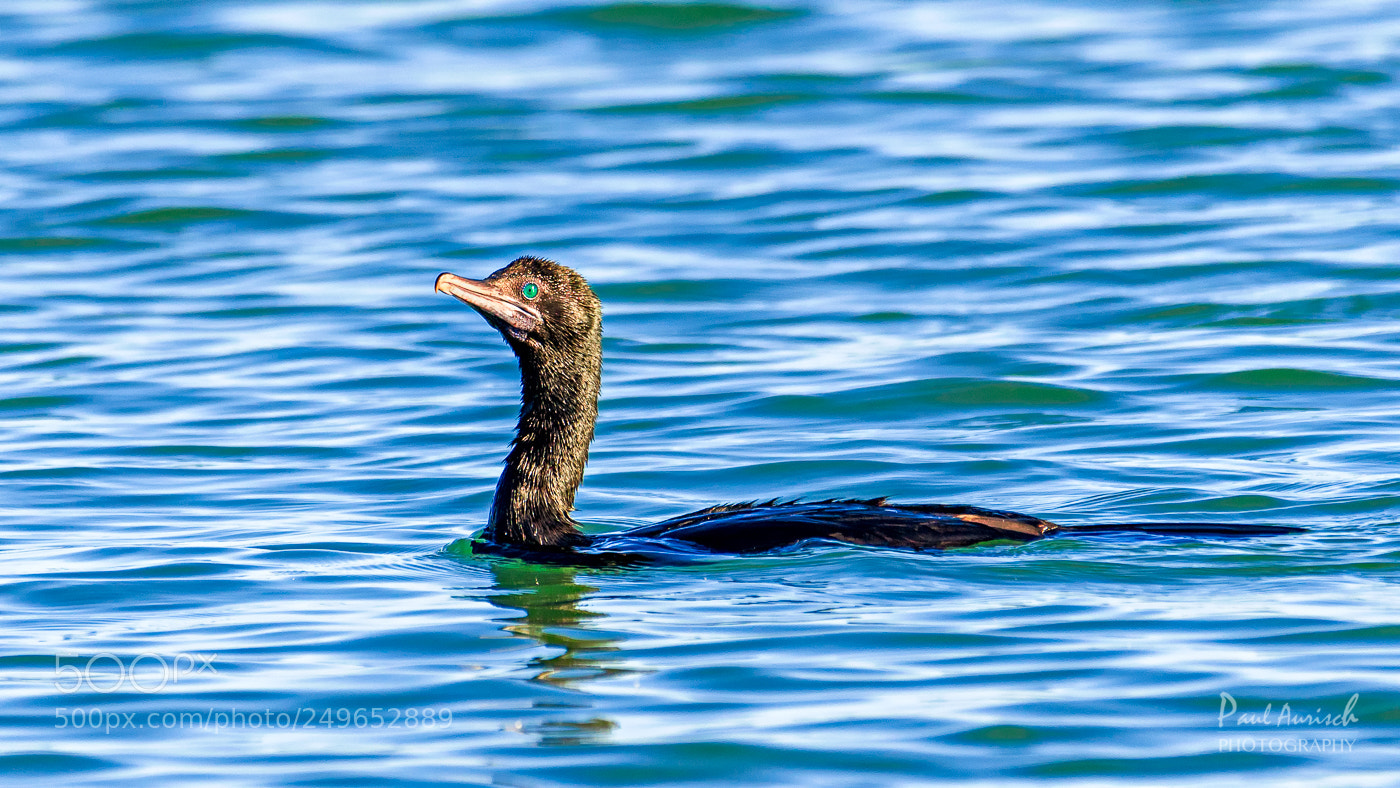 Nikon D500 sample photo. Little black cormorant photography