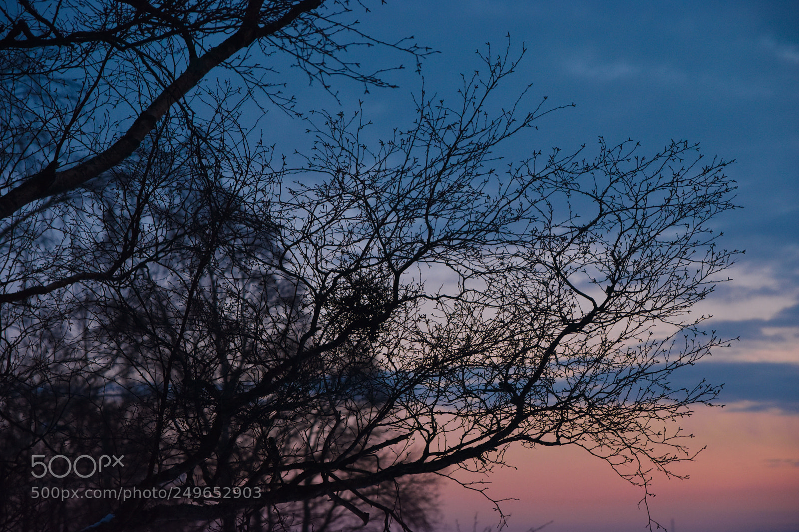 Nikon D5500 sample photo. Untitled photography
