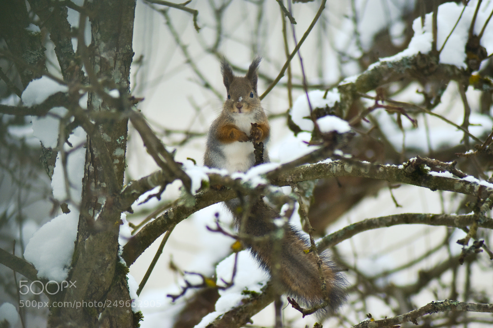 Nikon D5500 sample photo. Squrrel photography