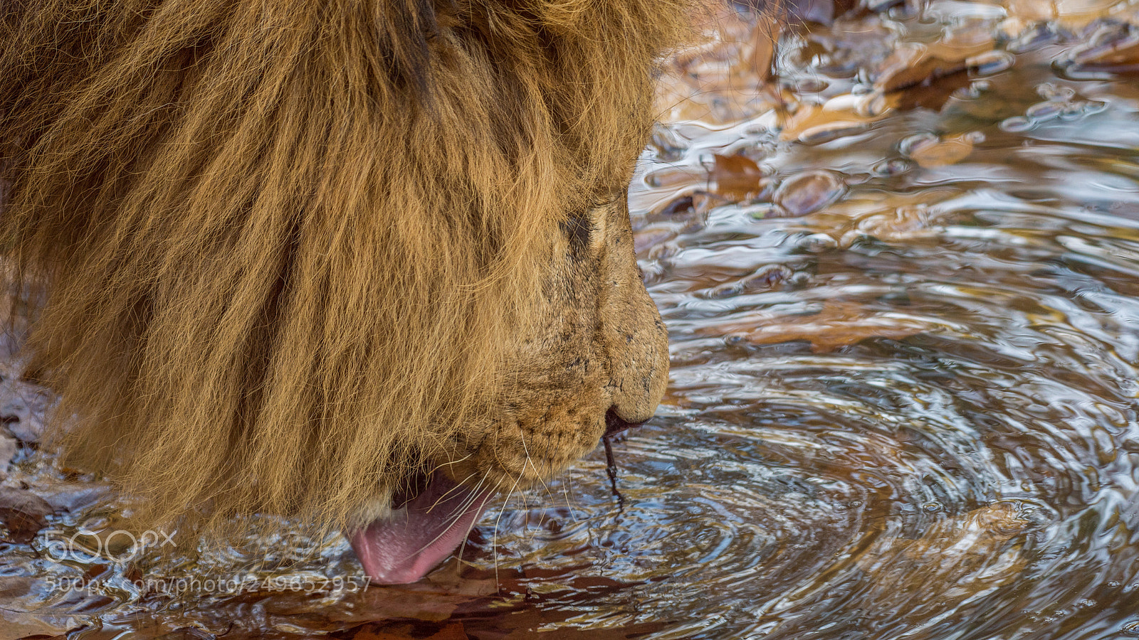 Nikon D500 sample photo. Lion photography