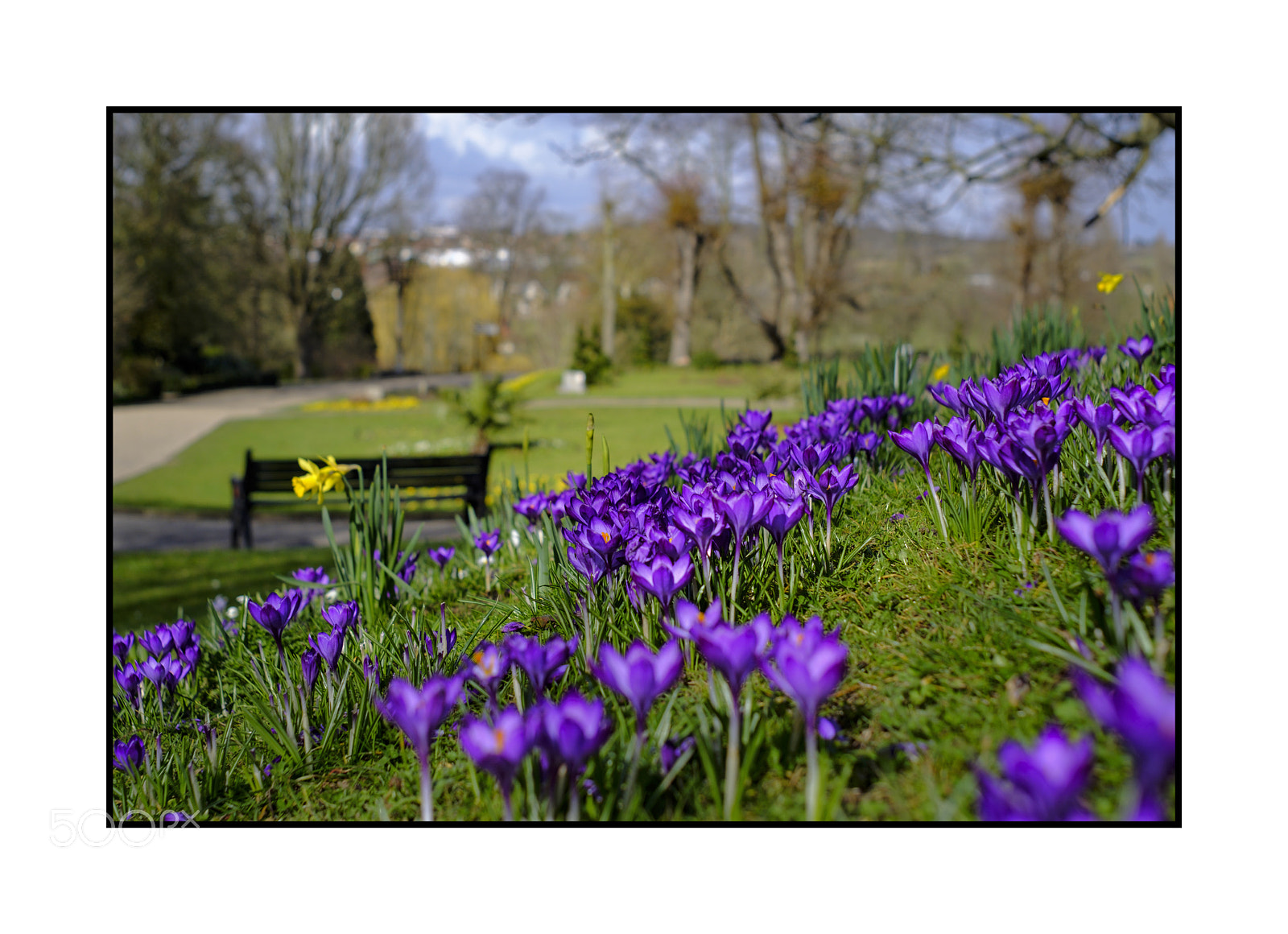 Fujifilm X-Pro2 sample photo. Spring is here colchester photography