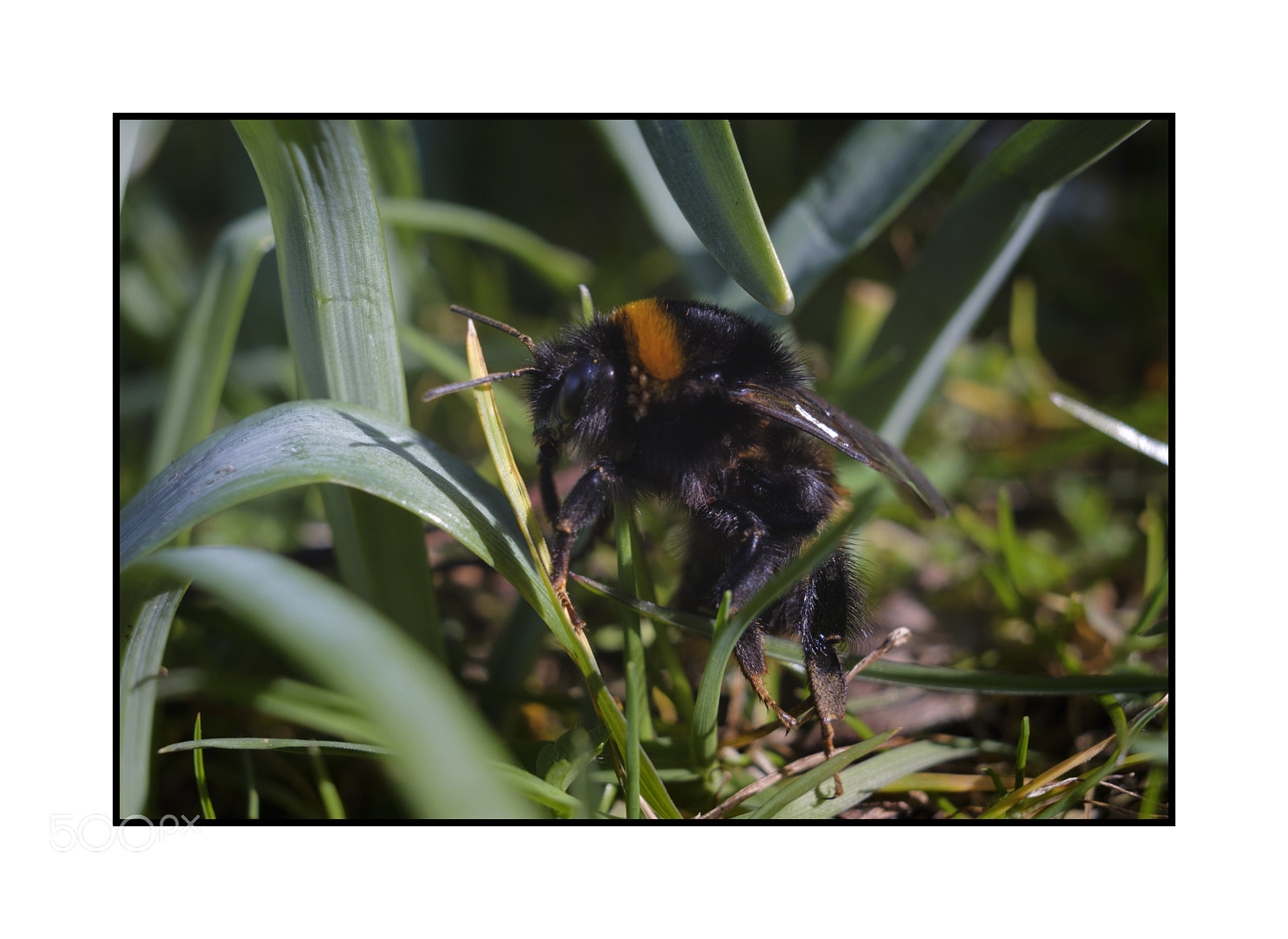 Fujifilm X-Pro2 sample photo. Bee line photography