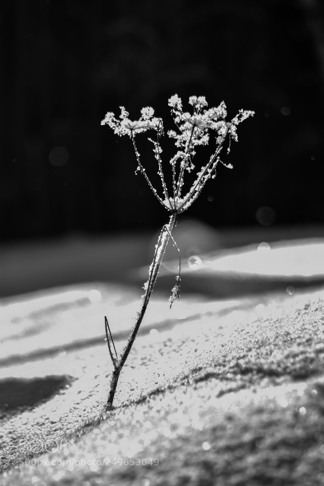 Nikon D5500 sample photo. Winter photography