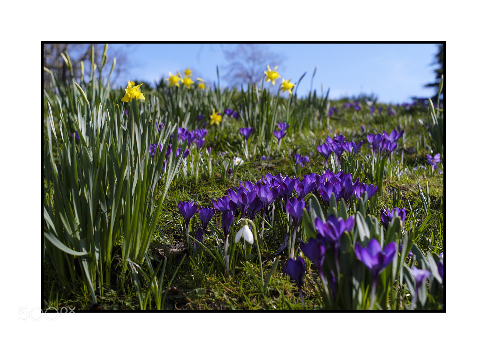 Fujifilm X-Pro2 sample photo. Spring in the park photography