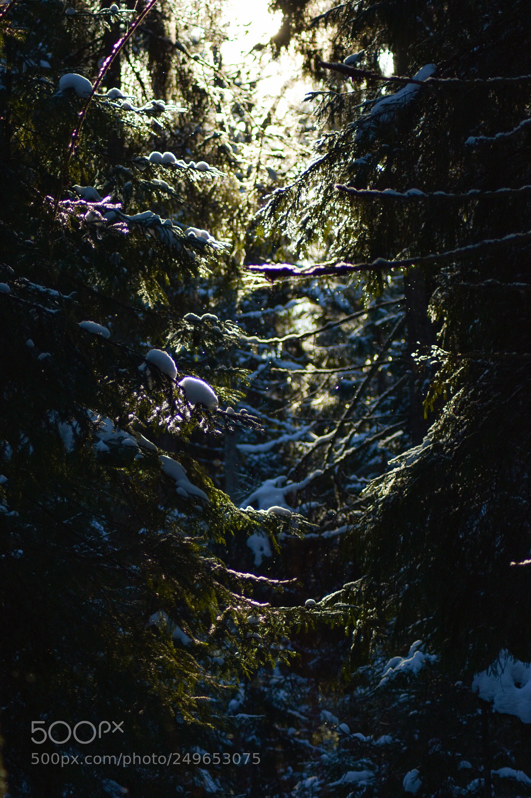Nikon D5500 sample photo. Forest photography