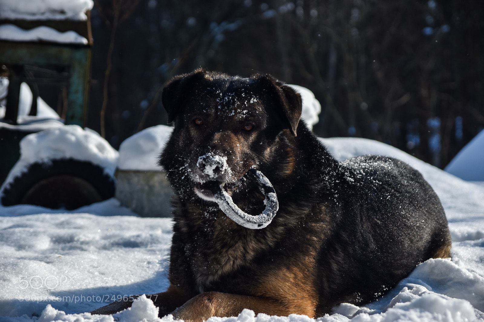 Nikon D5500 sample photo. Dog photography