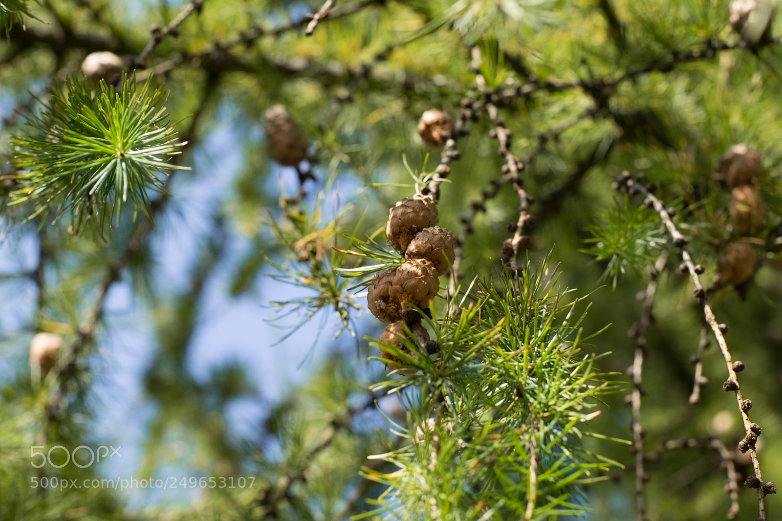 Nikon D3300 sample photo. Larix tree with cones photography
