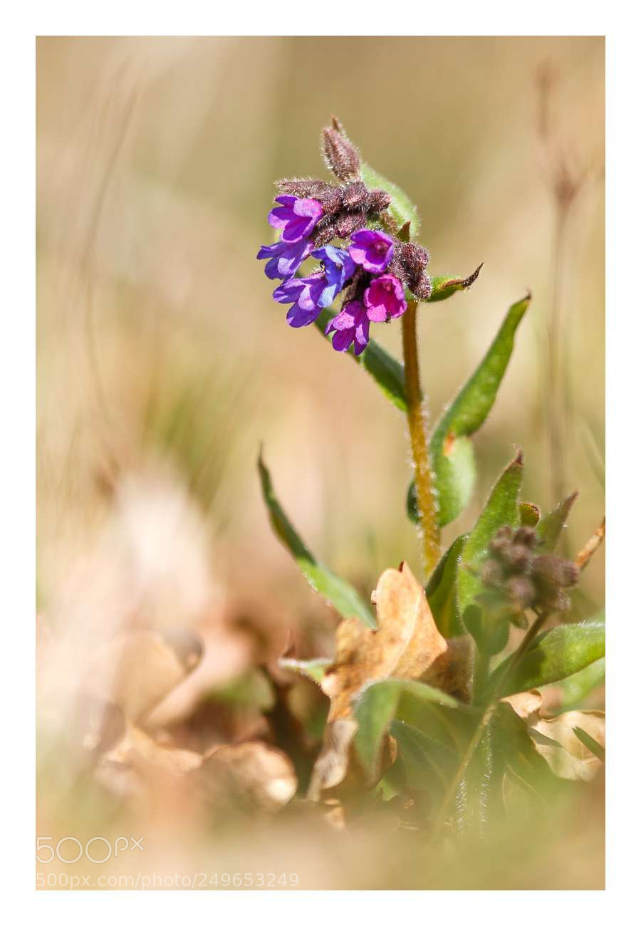 Canon EOS 70D sample photo. Coucous bleus photography