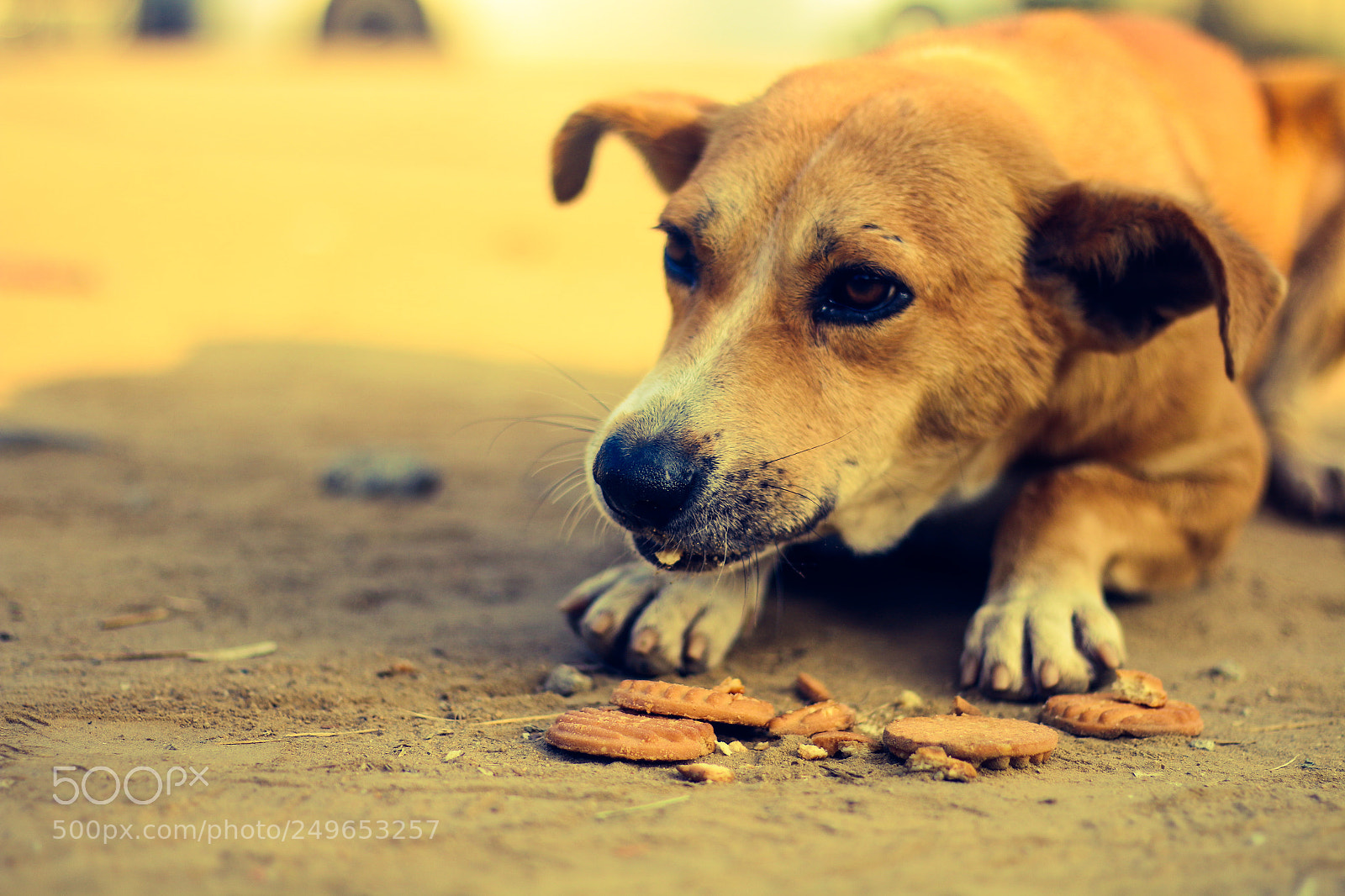 Canon EOS 70D sample photo. Hungry dog having biscuits photography