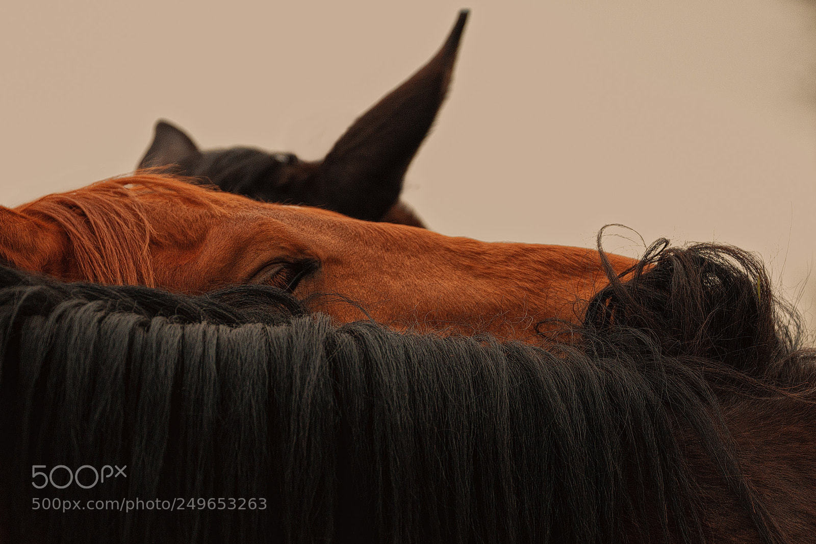 Canon EOS 7D sample photo. Ecrin de crin photography