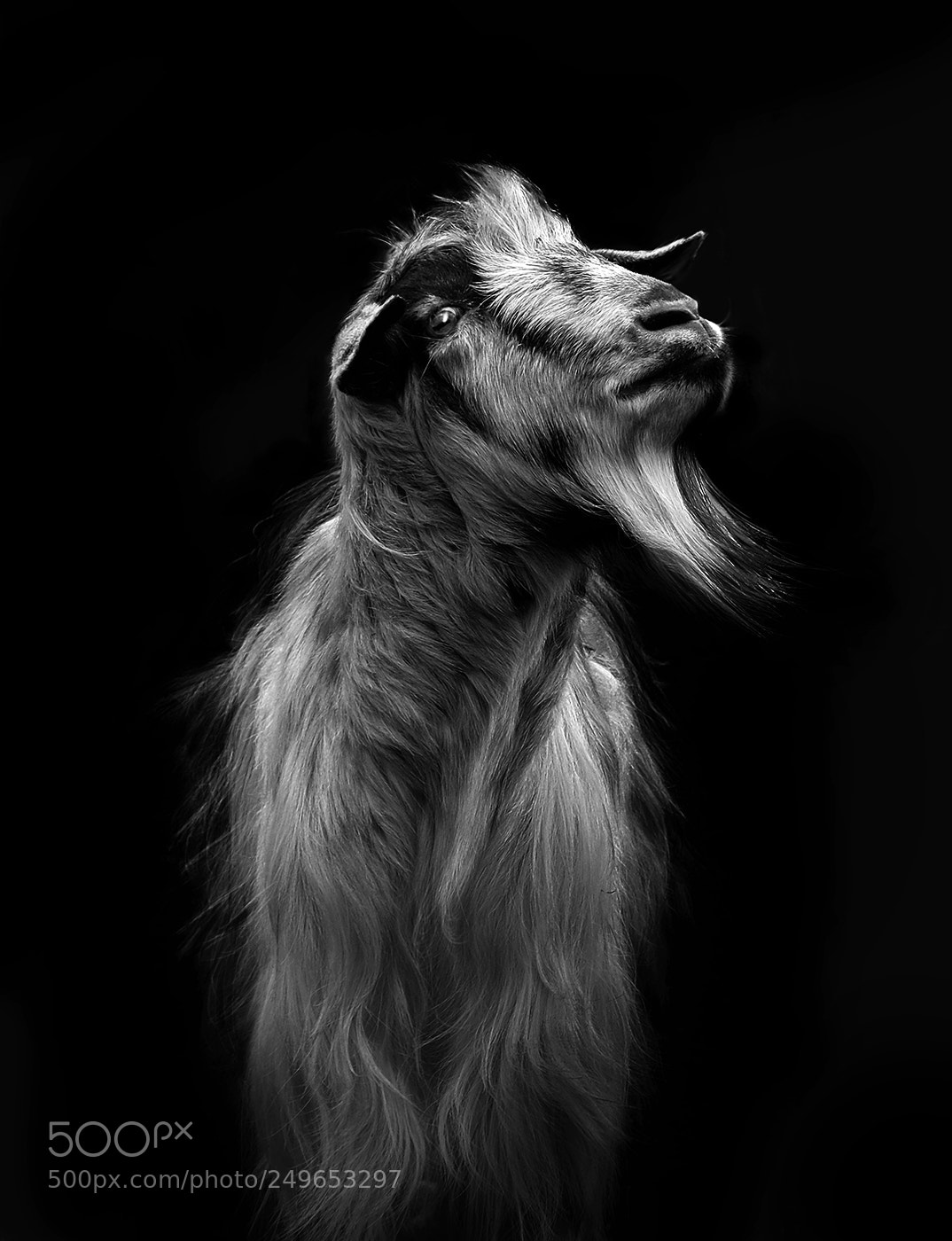 Fujifilm X-T20 sample photo. Goat look photography