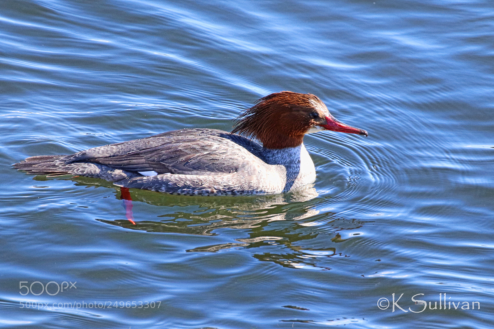Canon EOS 77D (EOS 9000D / EOS 770D) sample photo. Moving along photography