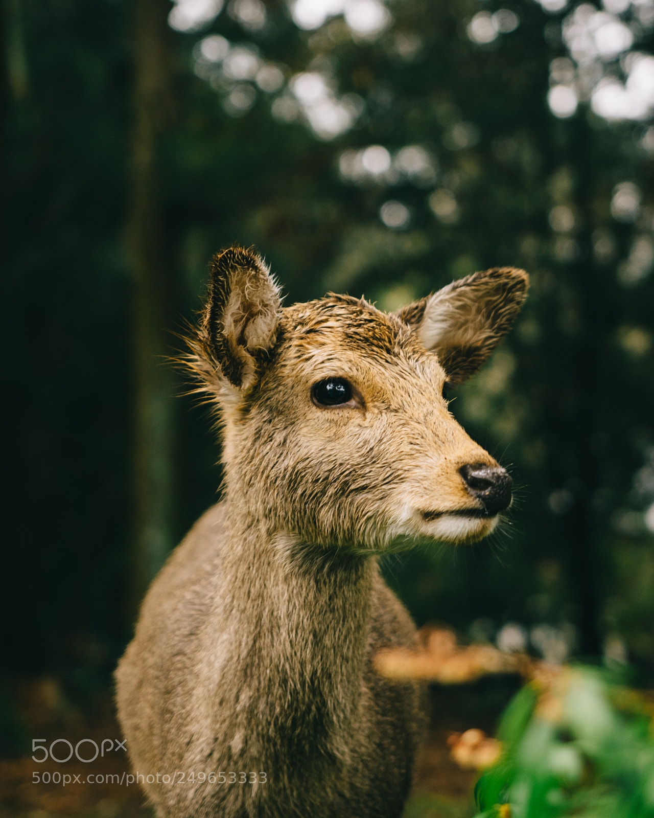 Nikon D5300 sample photo. Reindeer in nara, japan photography