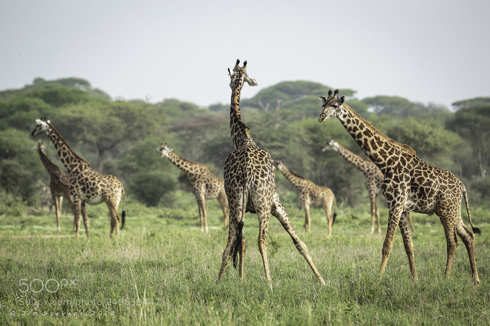 Canon EOS-1D X sample photo. Giraffes! photography