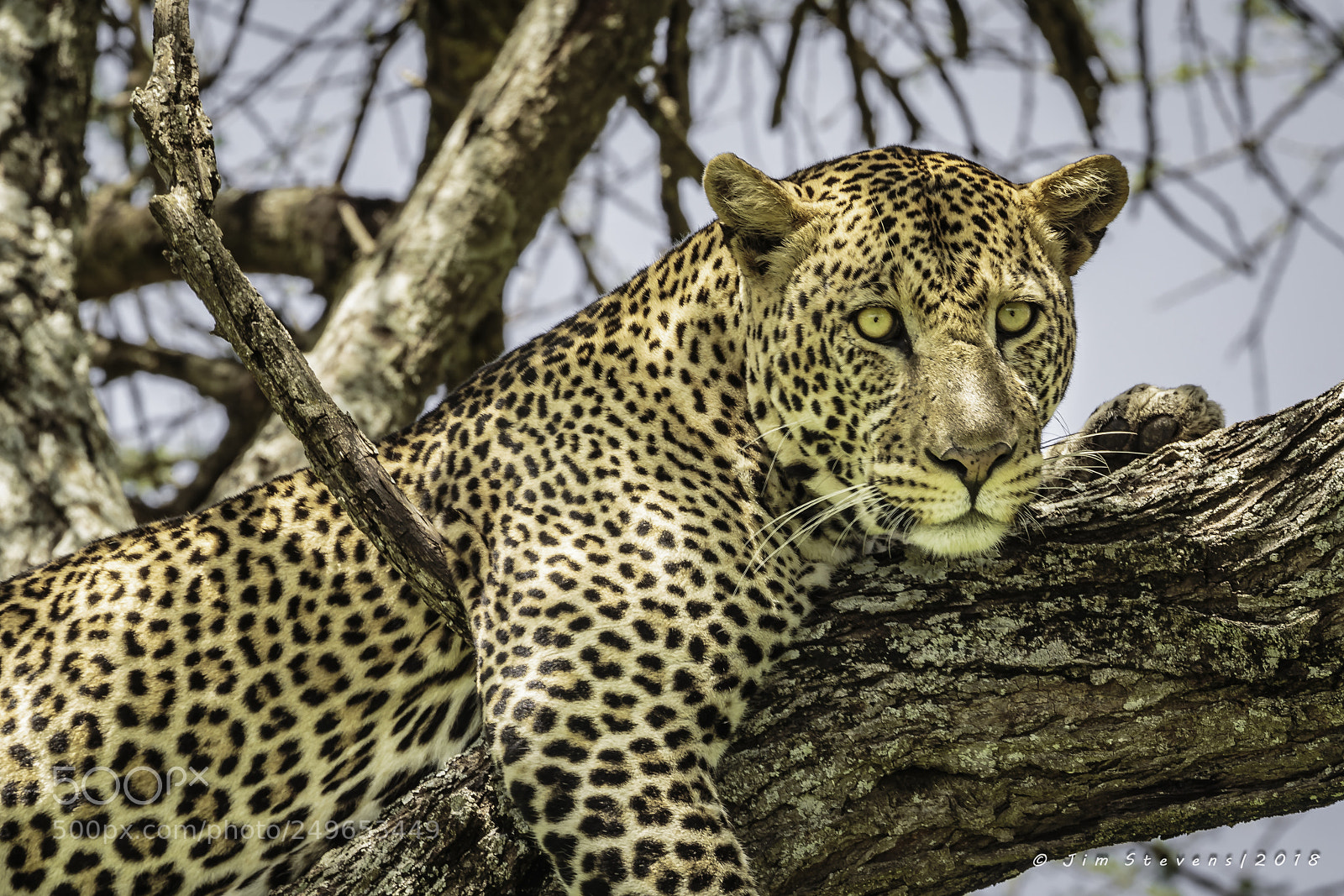 Canon EOS-1D X sample photo. Leopard in an acacia photography