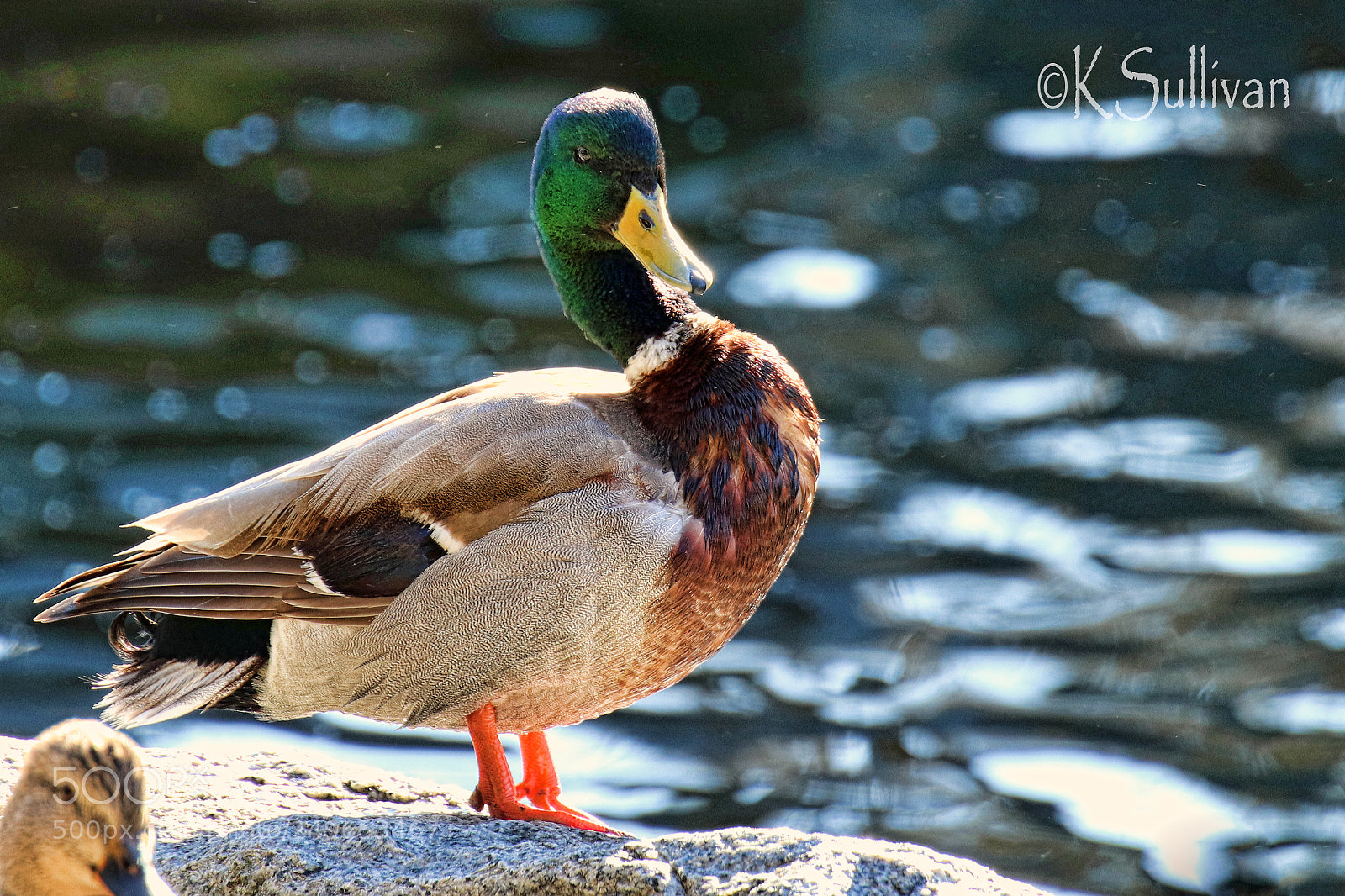 Canon EOS 77D (EOS 9000D / EOS 770D) sample photo. Side eye photography