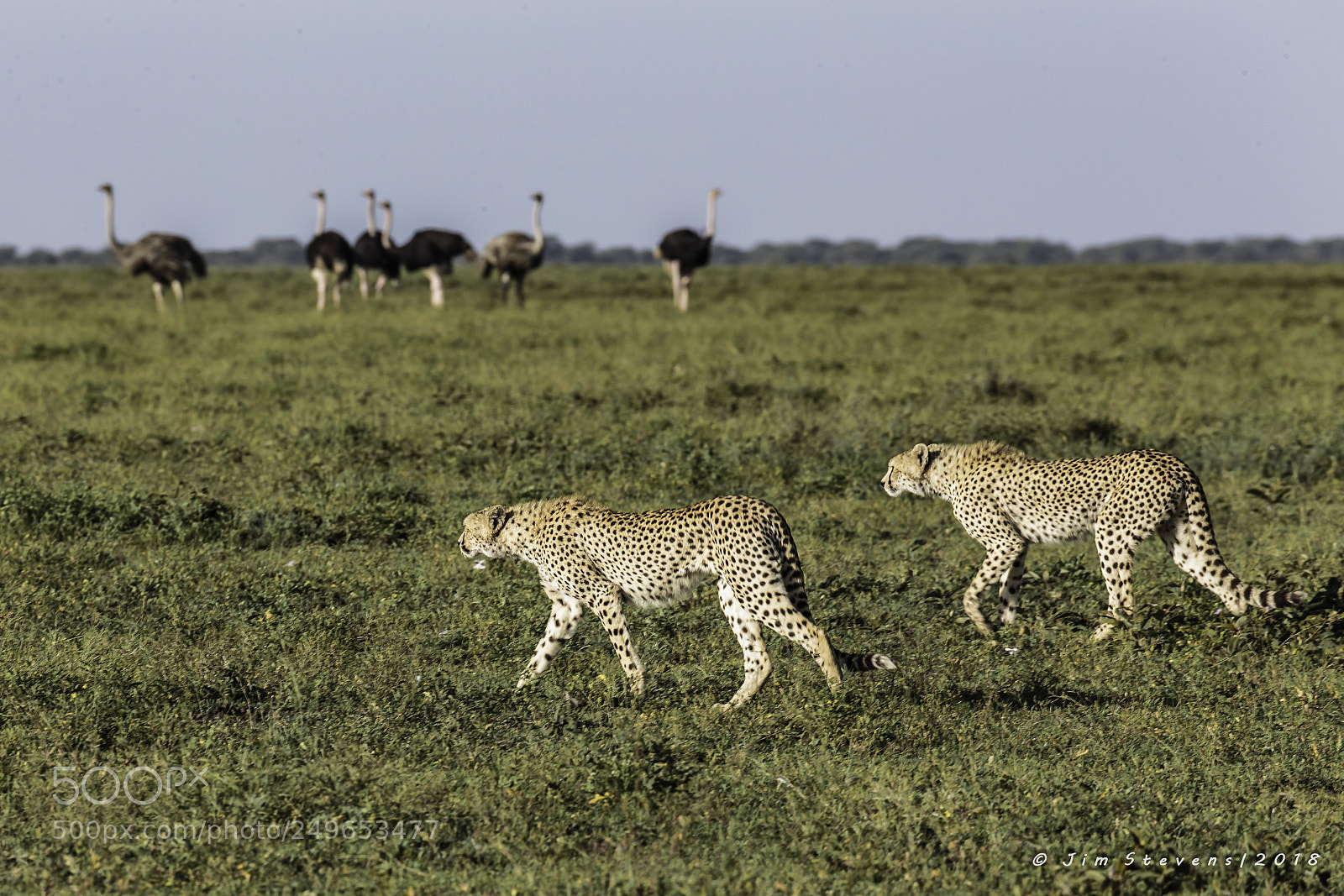 Canon EOS-1D X sample photo. Cheetahs on the prowl photography