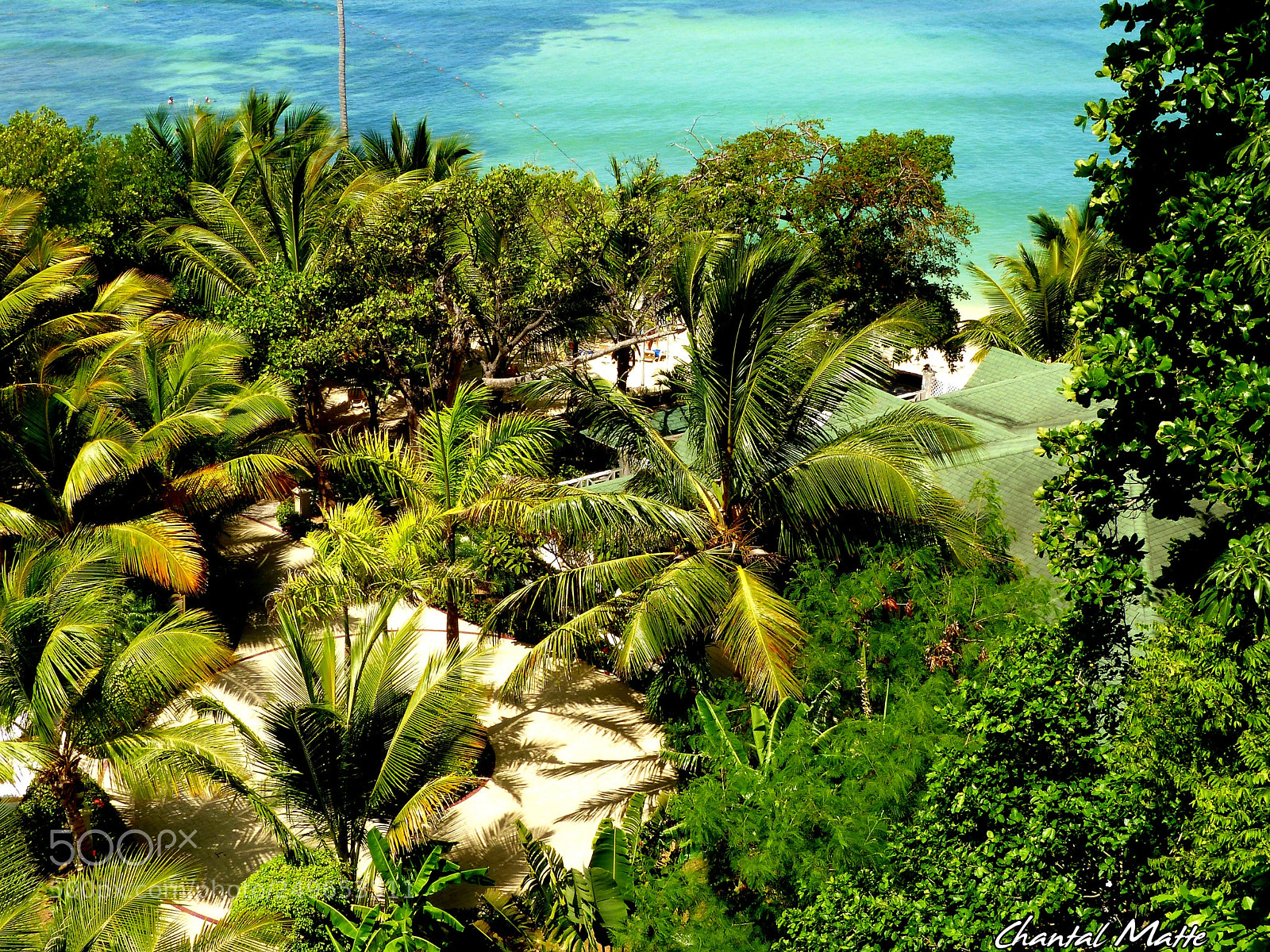 Panasonic Lumix DMC-FZ200 sample photo. Palm tree photography