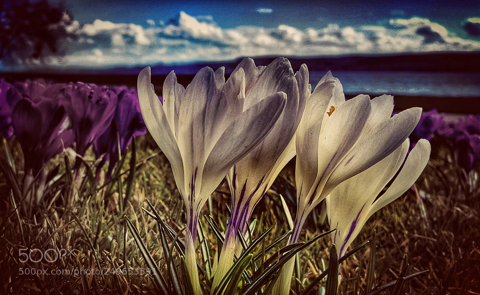 Samsung Galaxy S6 sample photo. Crocus dream photography