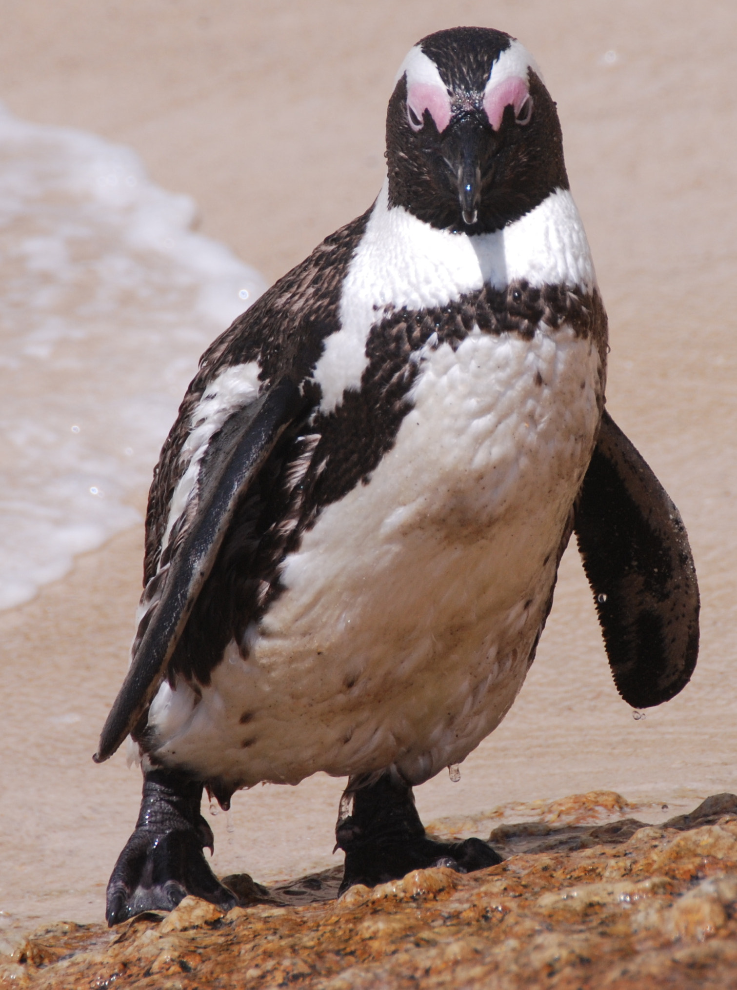 Nikon D80 sample photo. Penguin photography