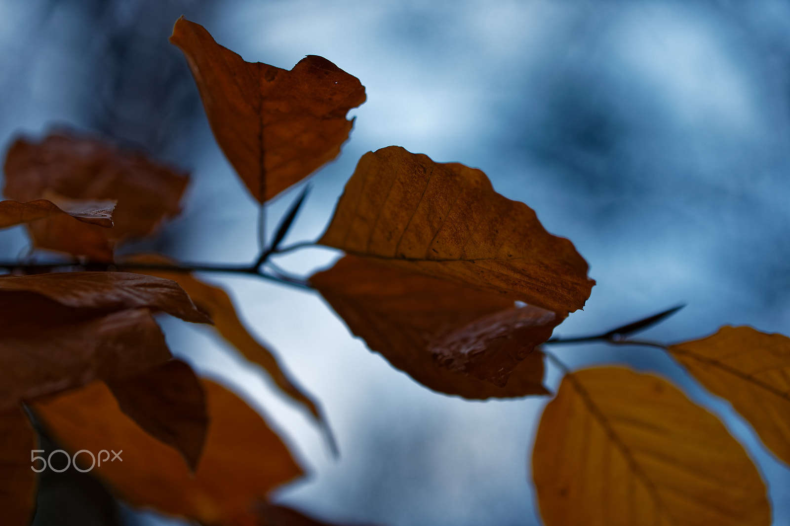 Canon EOS 6D Mark II + Canon EF 100mm F2.8L Macro IS USM sample photo. Leafs photography