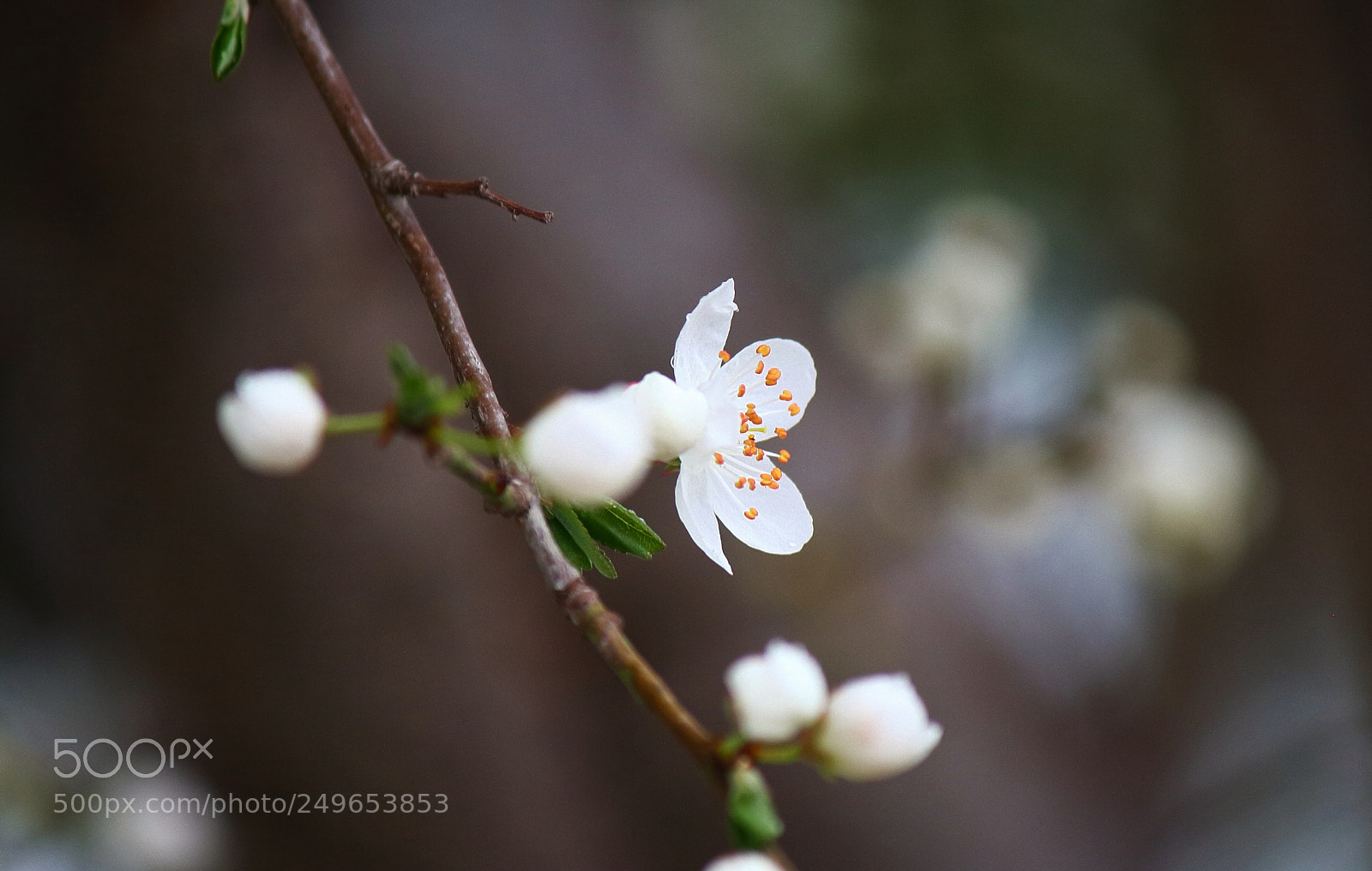 Canon EOS 1000D (EOS Digital Rebel XS / EOS Kiss F) sample photo. +++++ photography