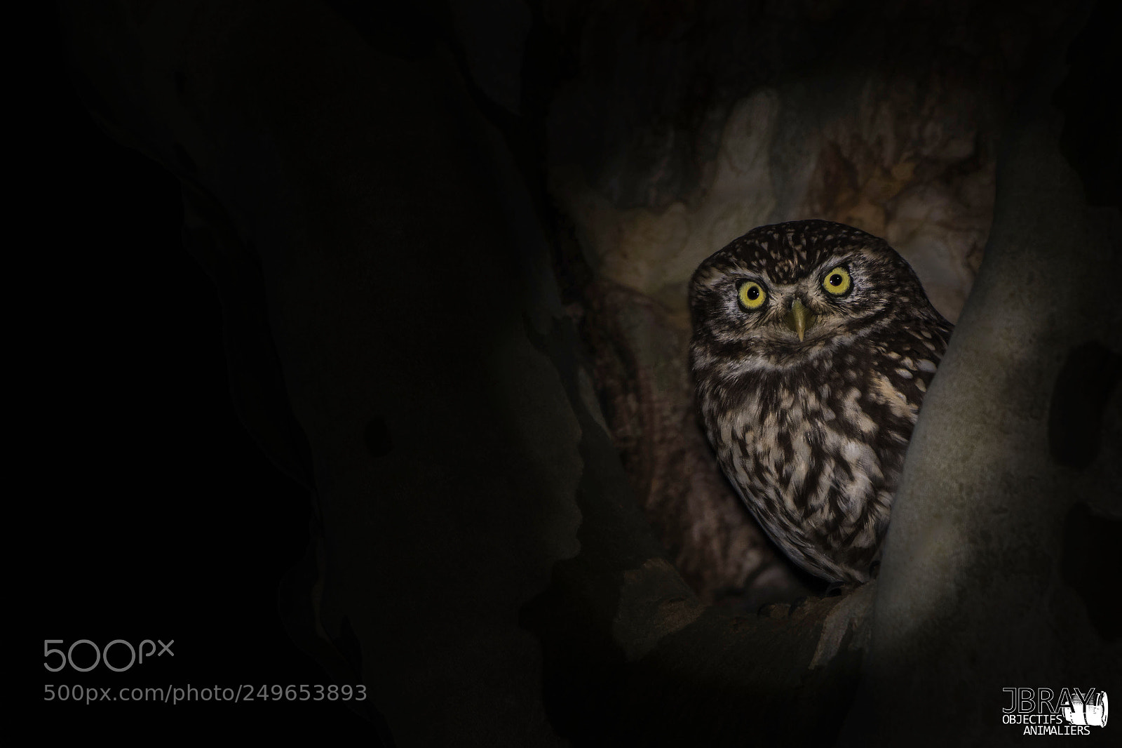 Nikon D7200 sample photo. Little owl photography