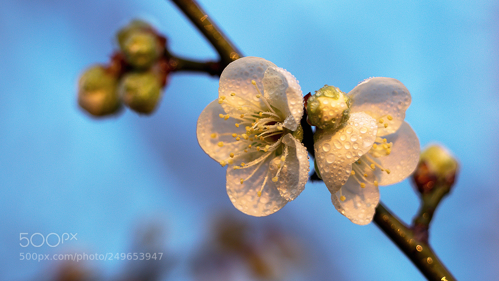 Canon EOS 70D sample photo. Blossom plum photography
