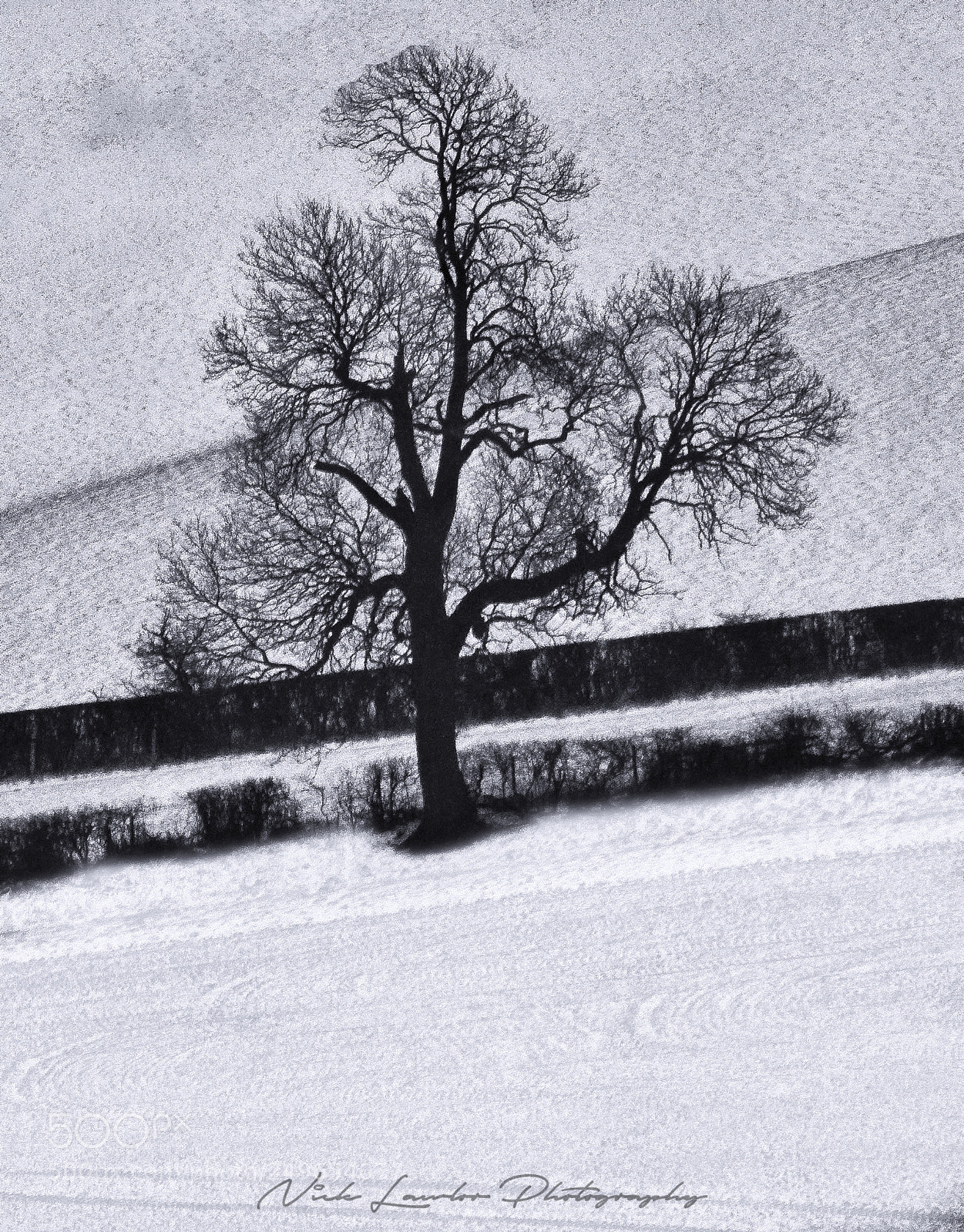 Canon EOS 80D sample photo. Tree in the snow photography