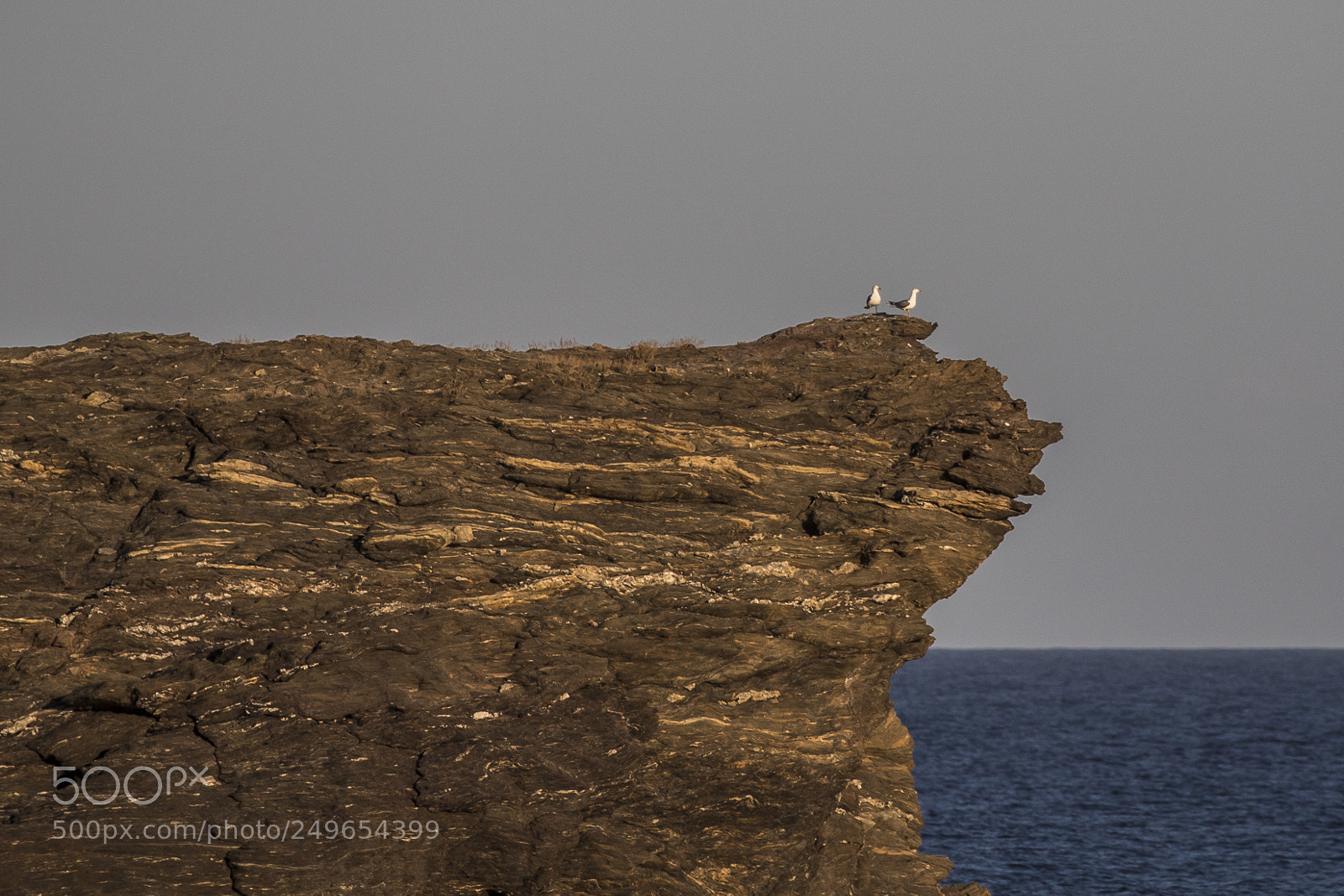 Canon EOS 7D Mark II sample photo. The two seagulls photography