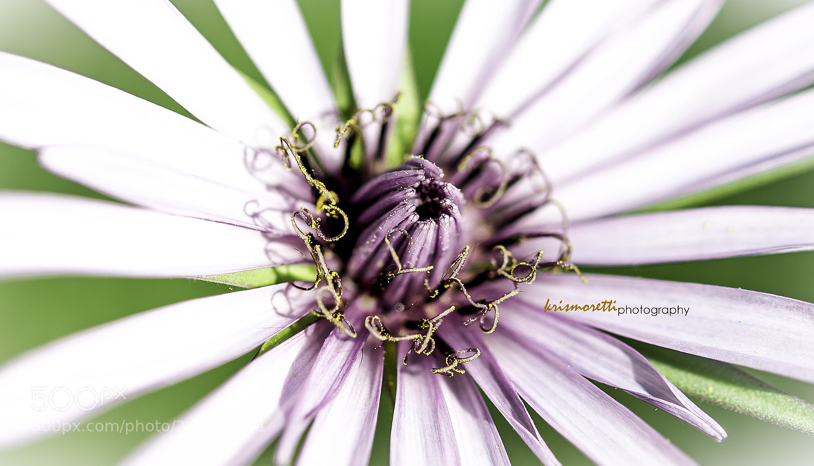 Nikon D600 sample photo. Arriva la primavera... photography