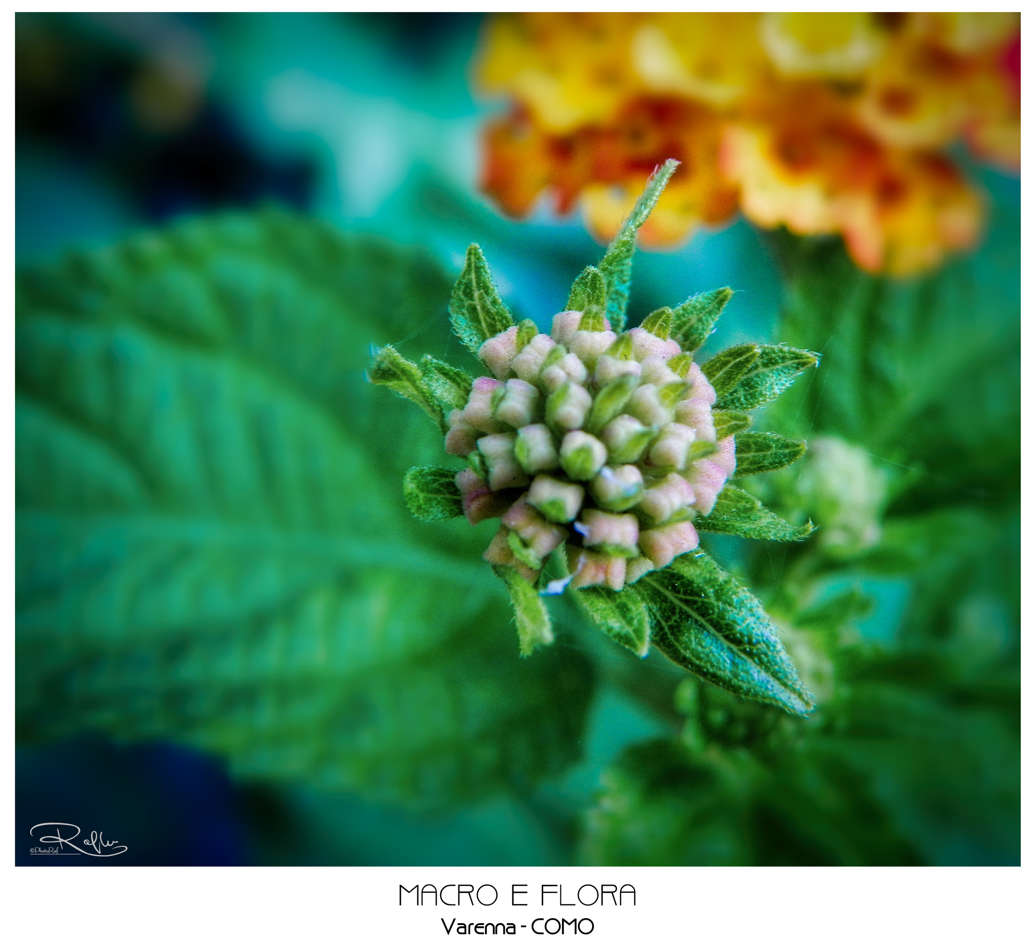 Kodak EasyShare Z981 sample photo. Flora, varenna - italy photography