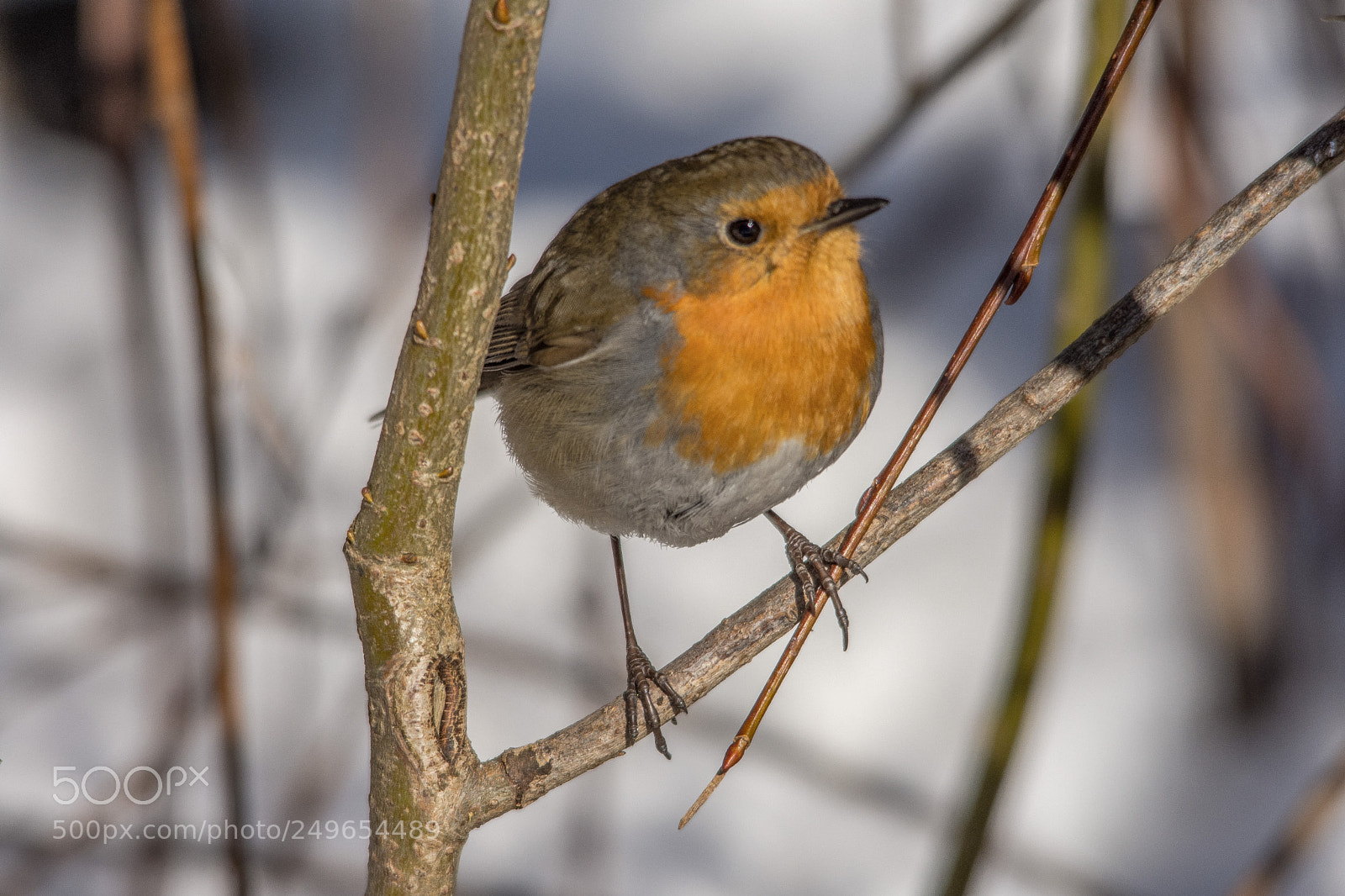 Nikon D7200 sample photo. Robin photography