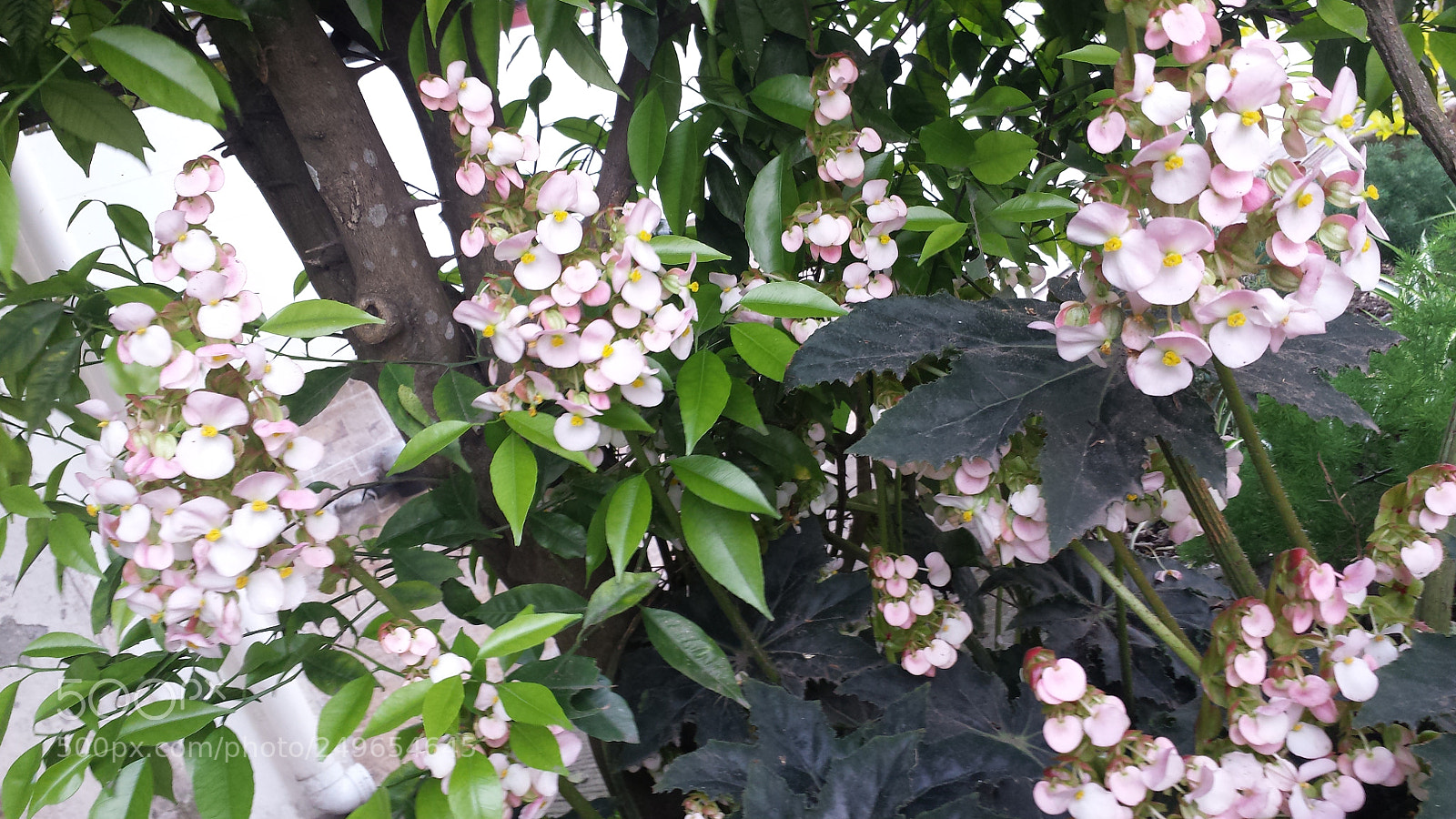 Samsung Galaxy S4 sample photo. Untitled photography