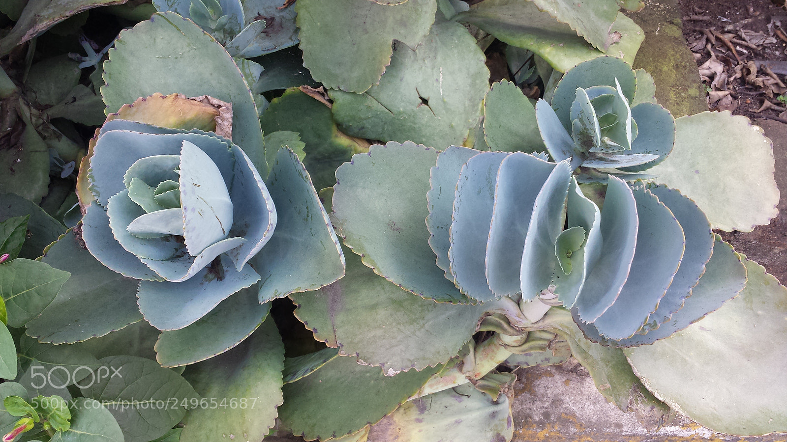 Samsung Galaxy S4 sample photo. Untitled photography