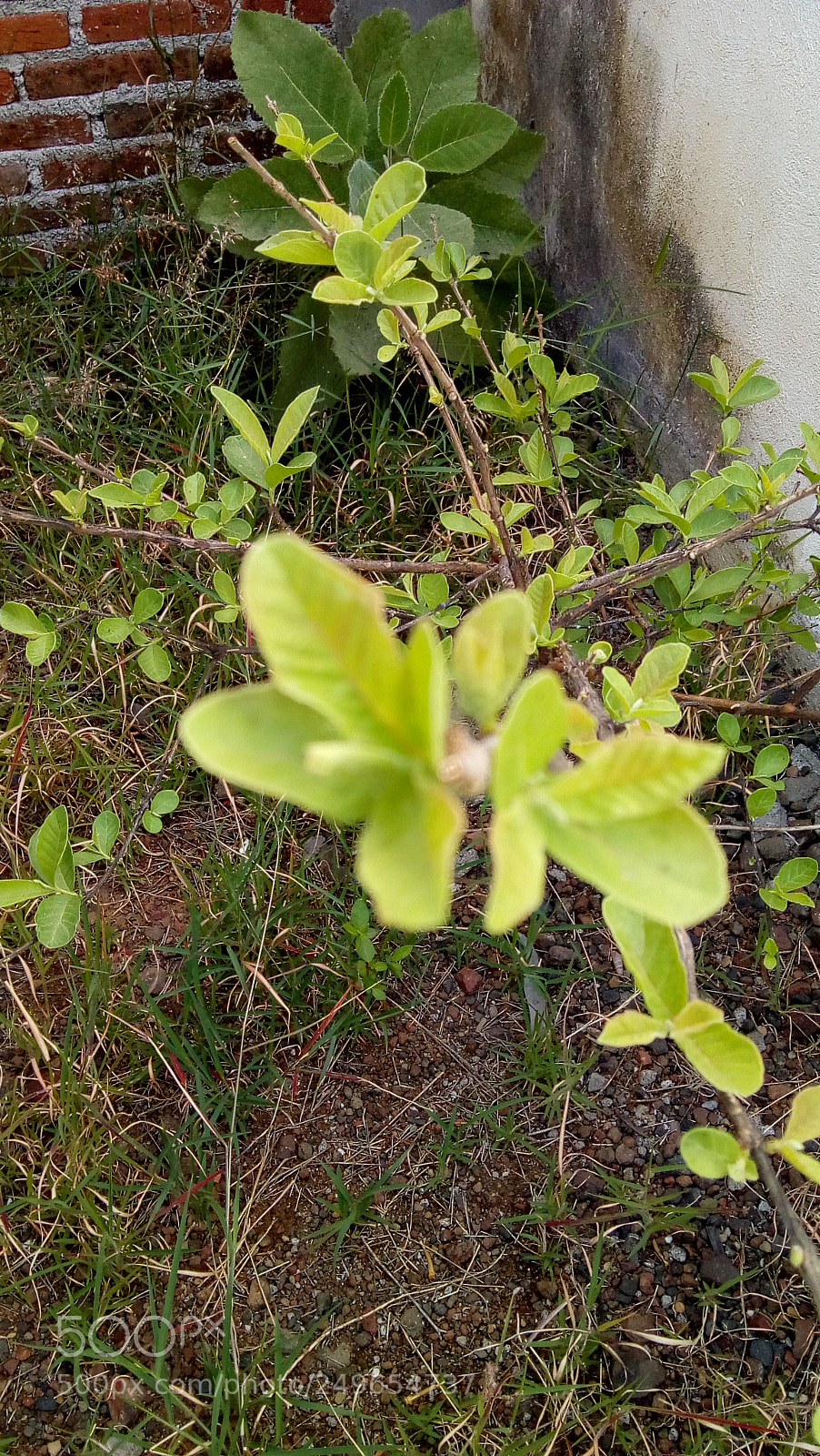 Motorola Moto E4 sample photo. Untitled photography