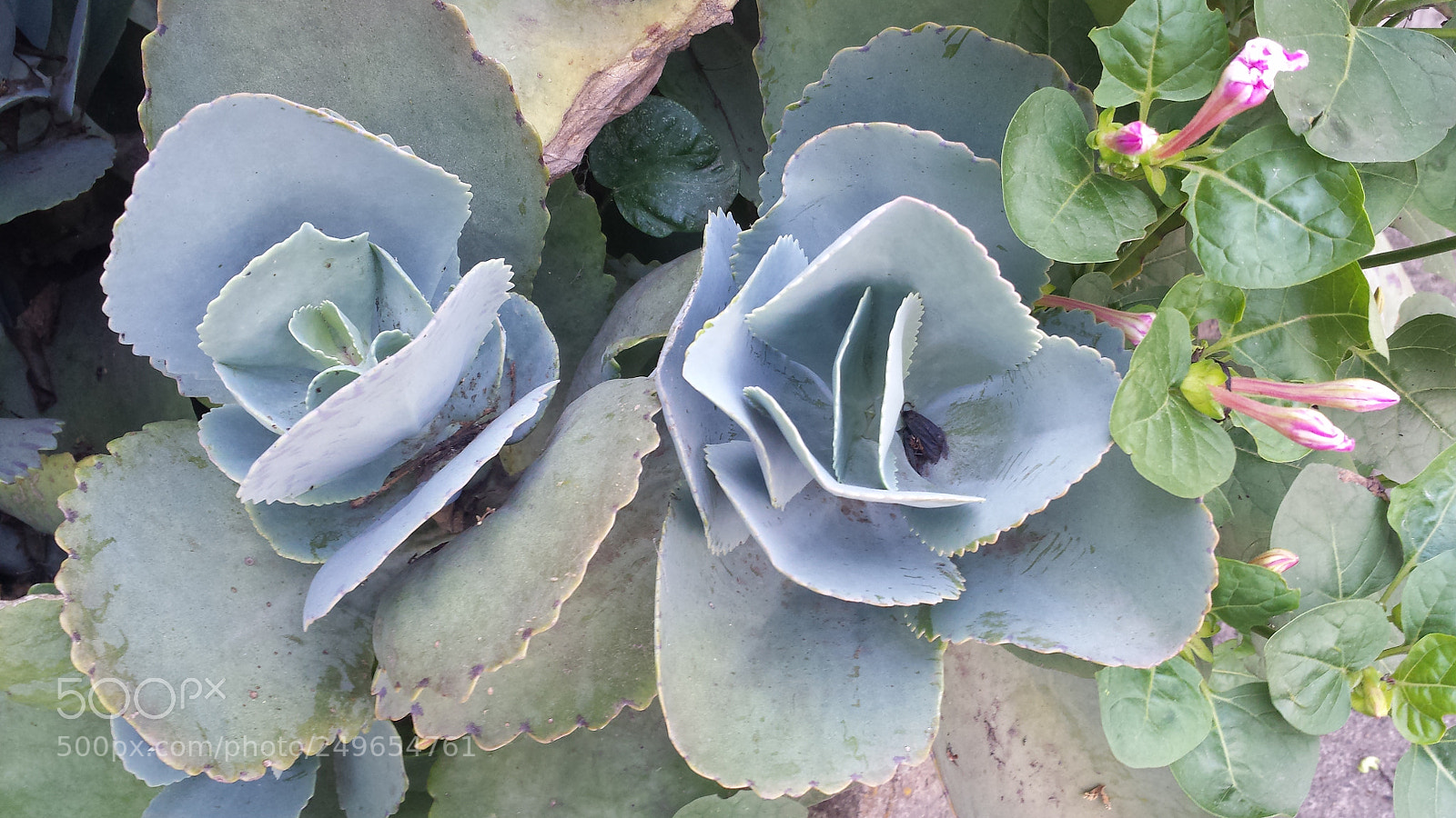 Samsung Galaxy S4 sample photo. Untitled photography